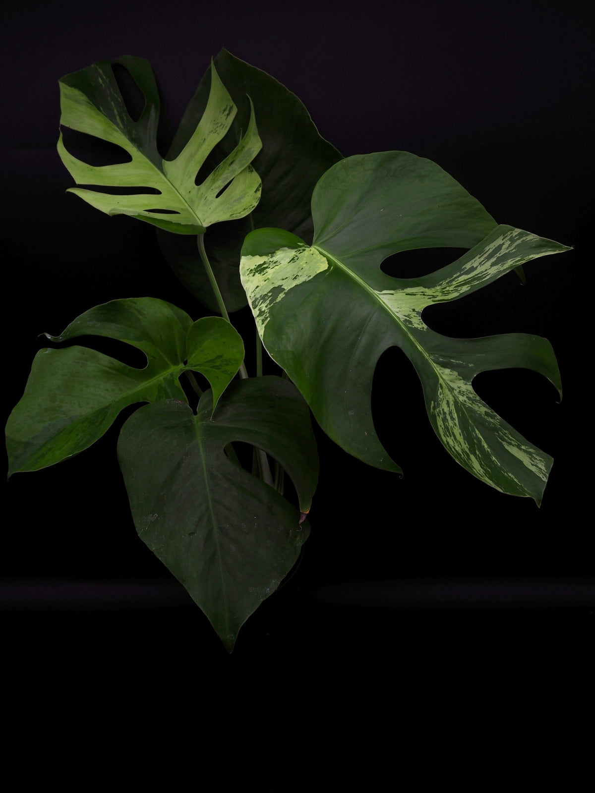 Monstera Light Lime