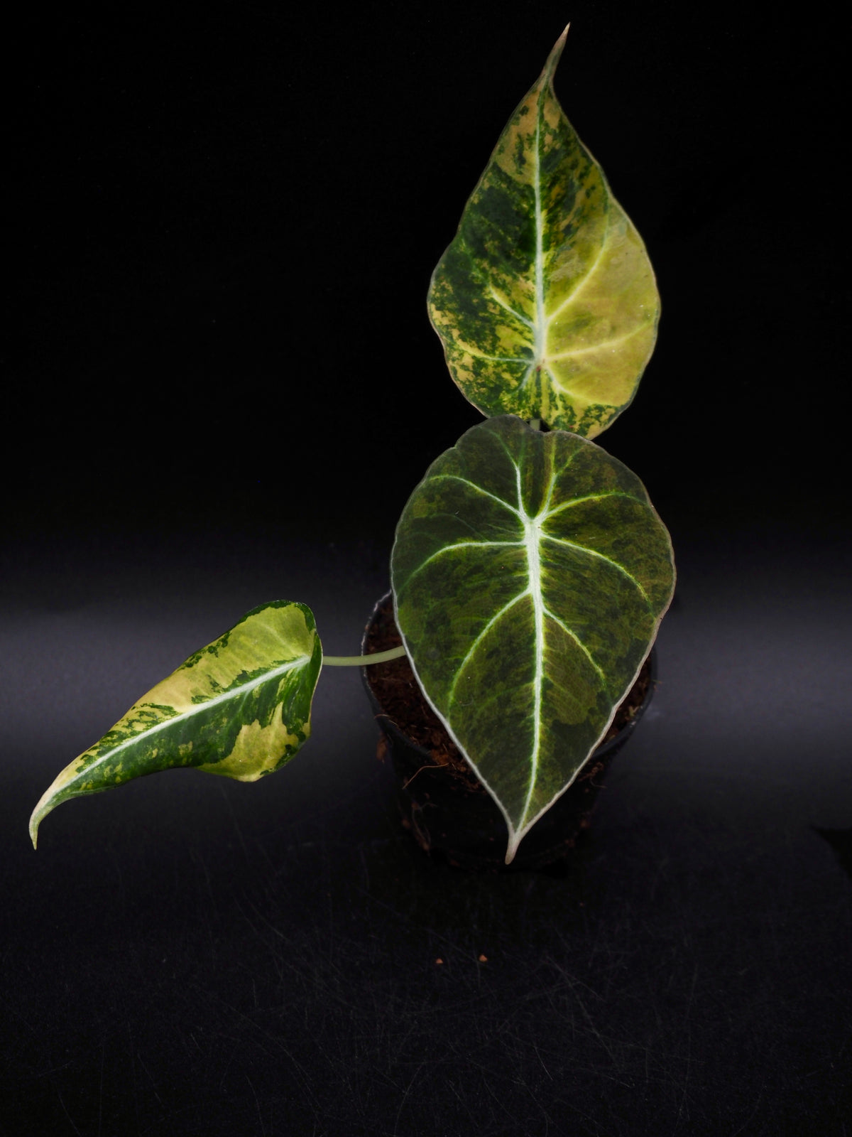 Alocasia Black Velvet Gold