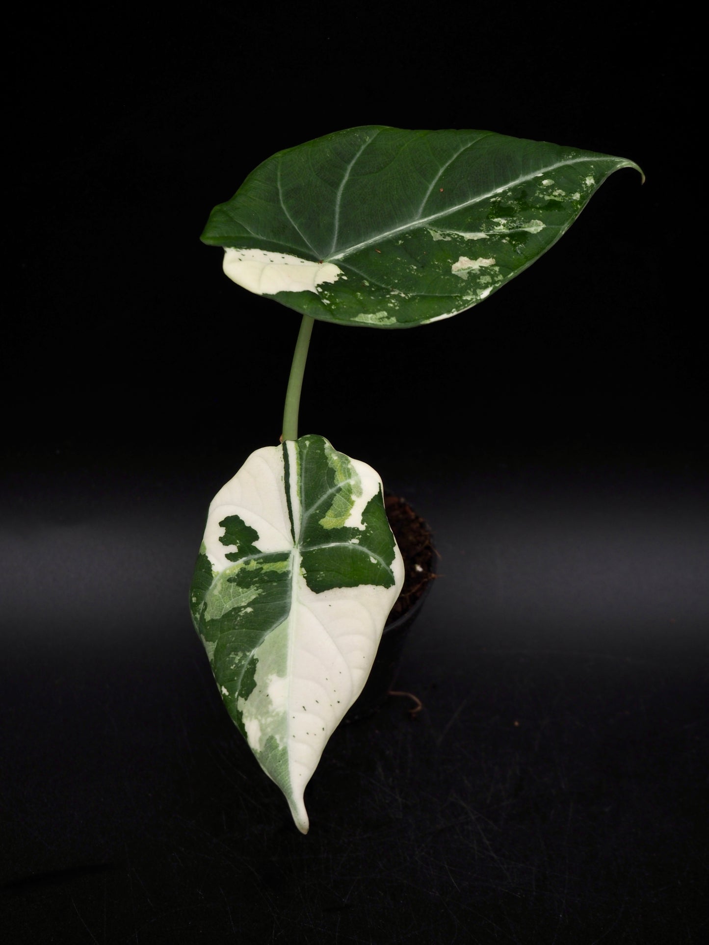 Alocasia Maharani Albo Variegata