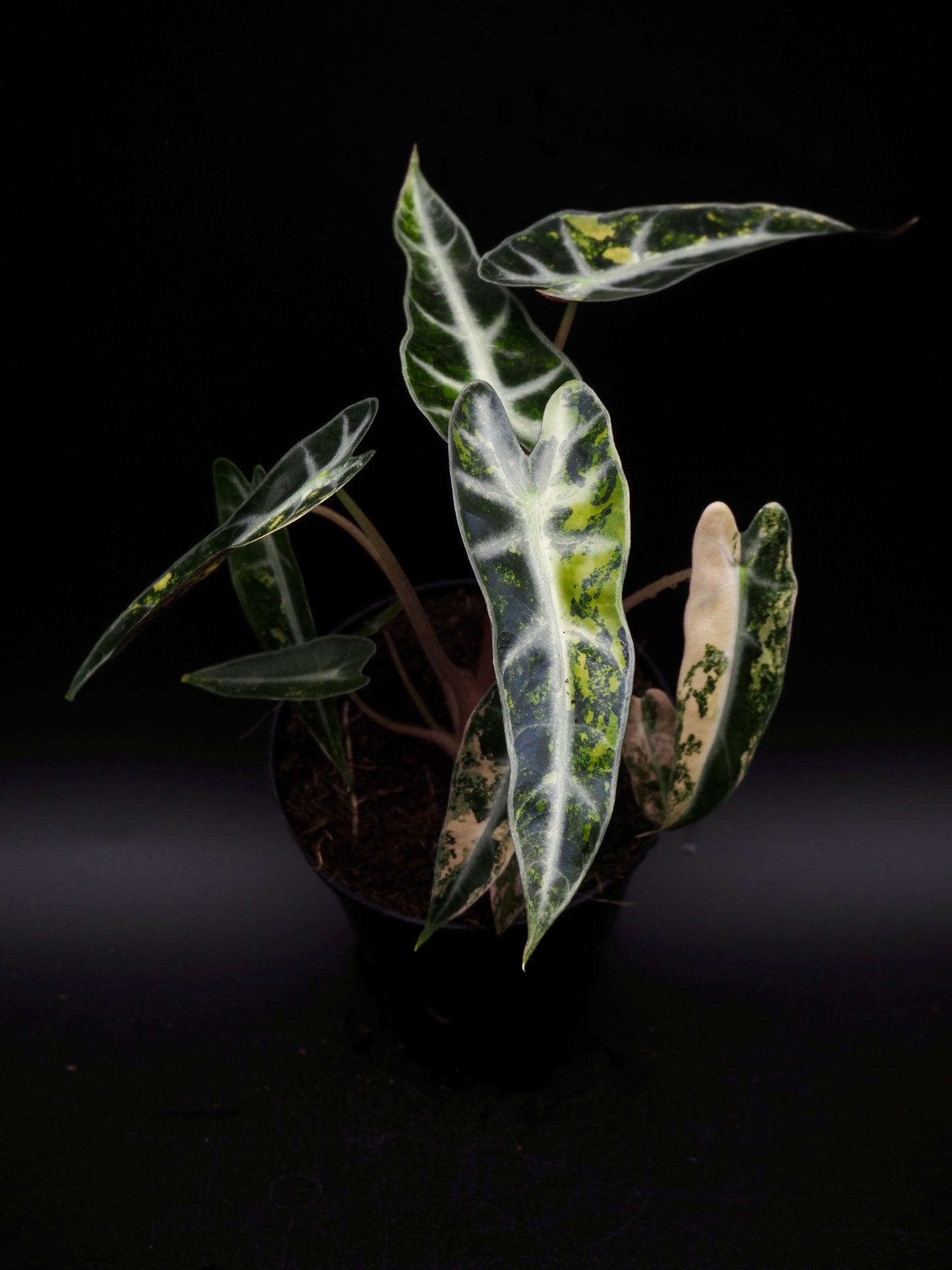 Alocasia Bambi Aurea