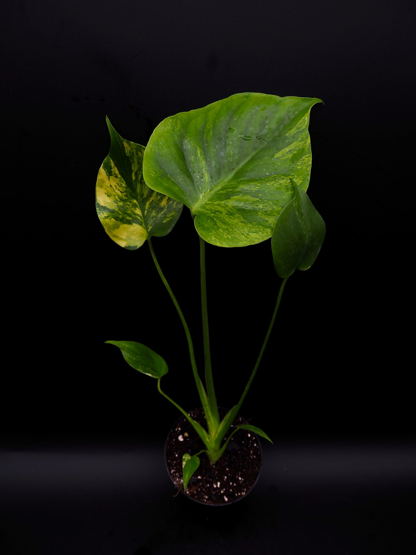 Monstera Yellow Marylin