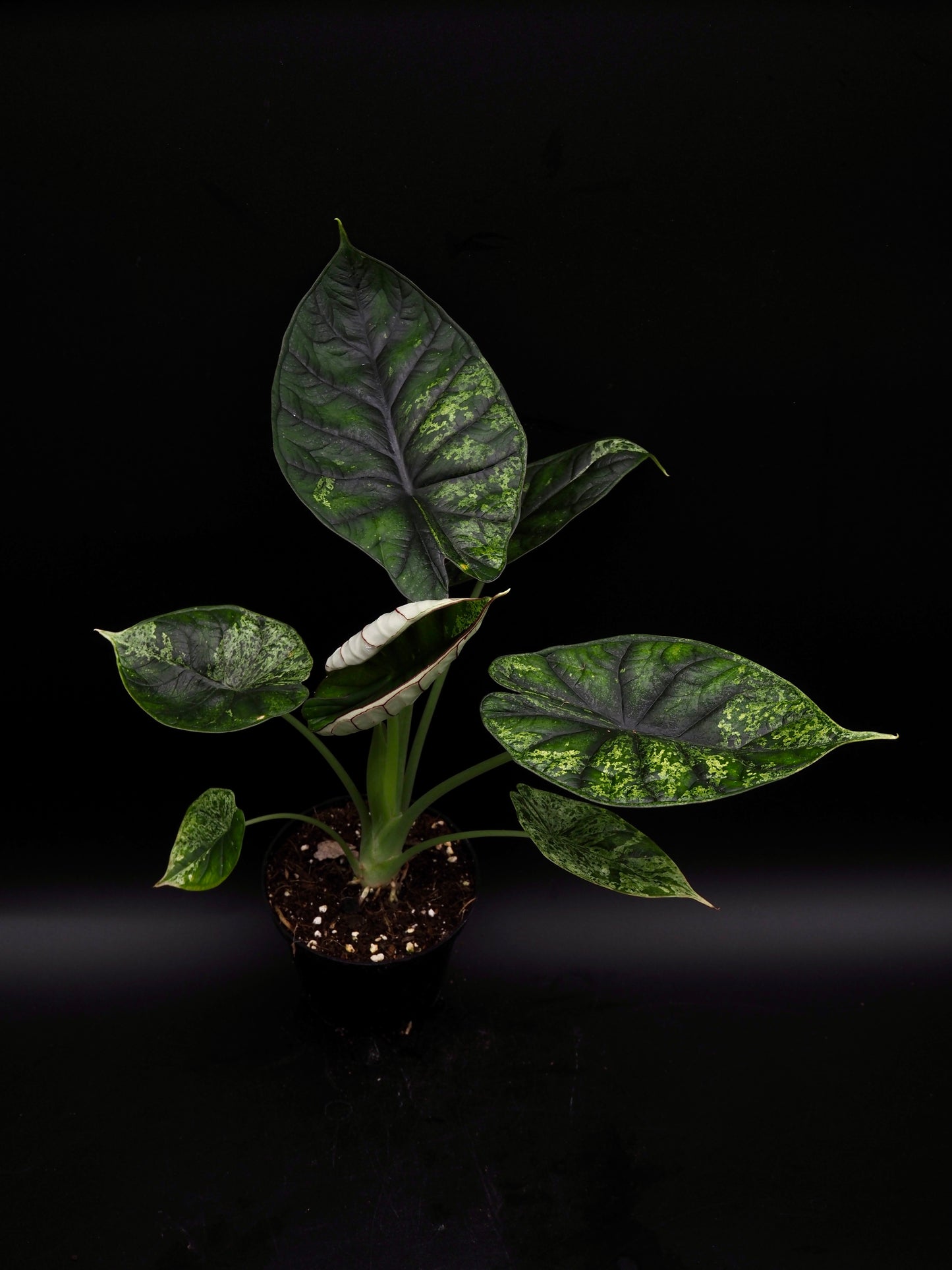 Alocasia Dragon Scale Menthe Variegata
