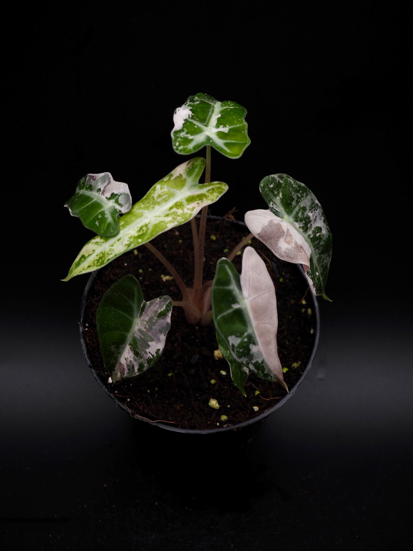 Alocasia Bambino Rose Variegata