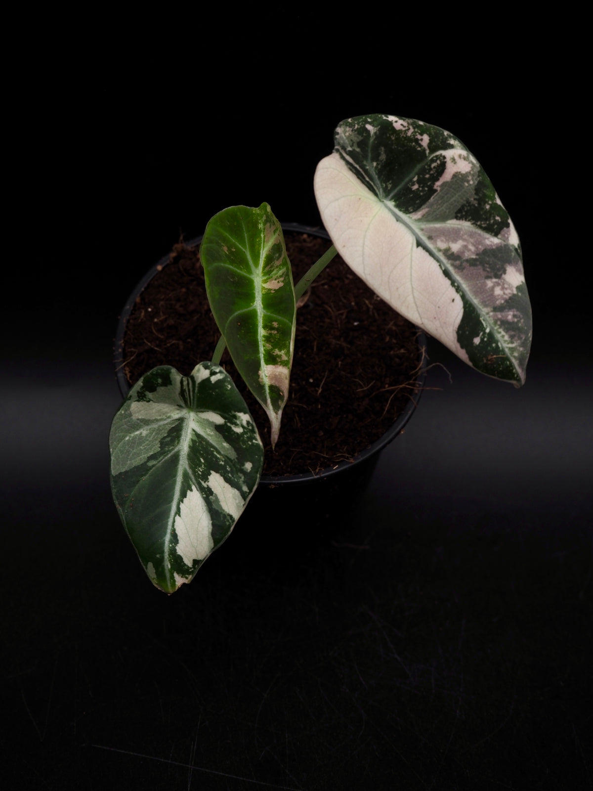 Alocasia Black Velvet Pink