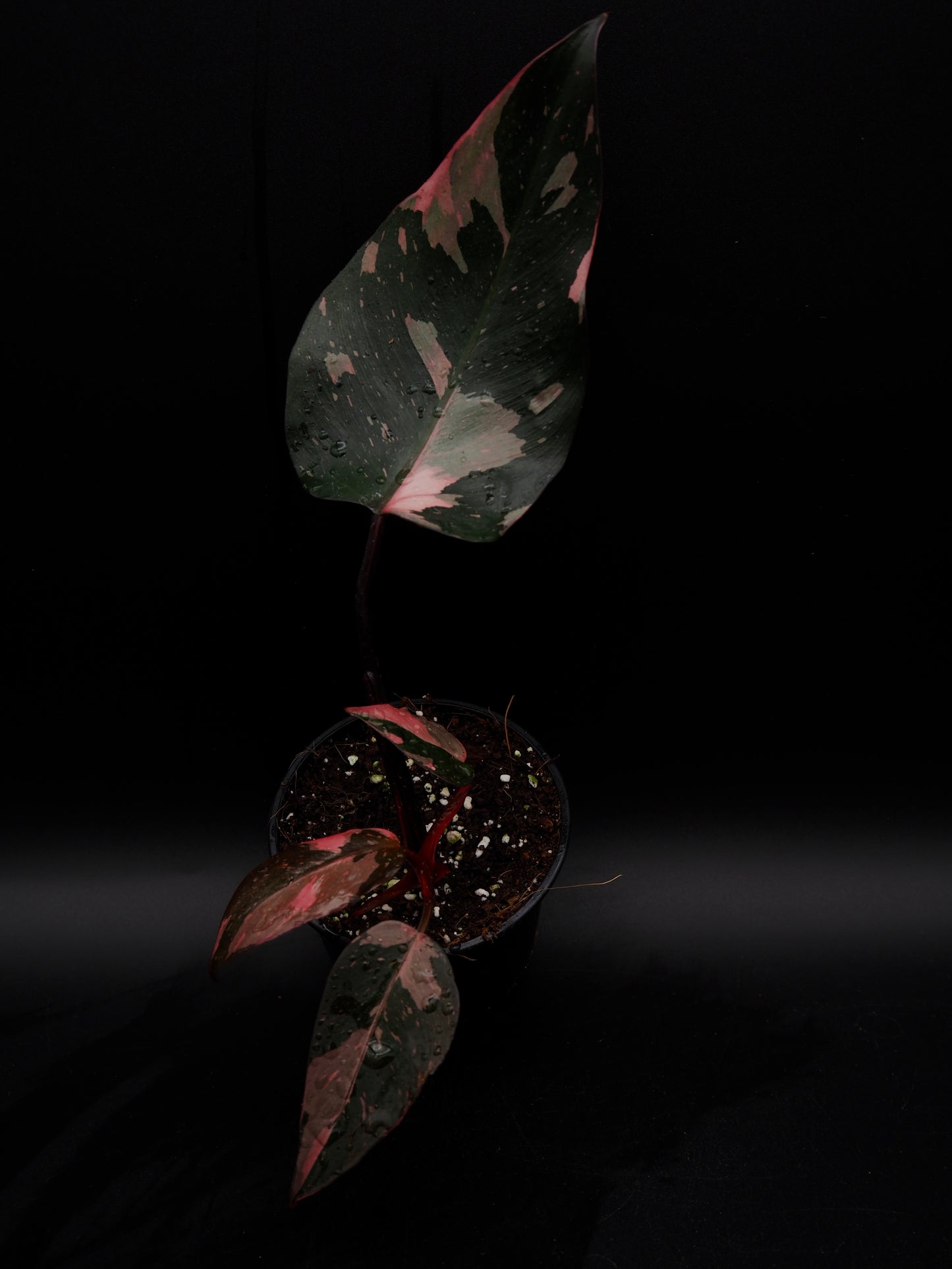 Philodendron Pink Princess Galaxy