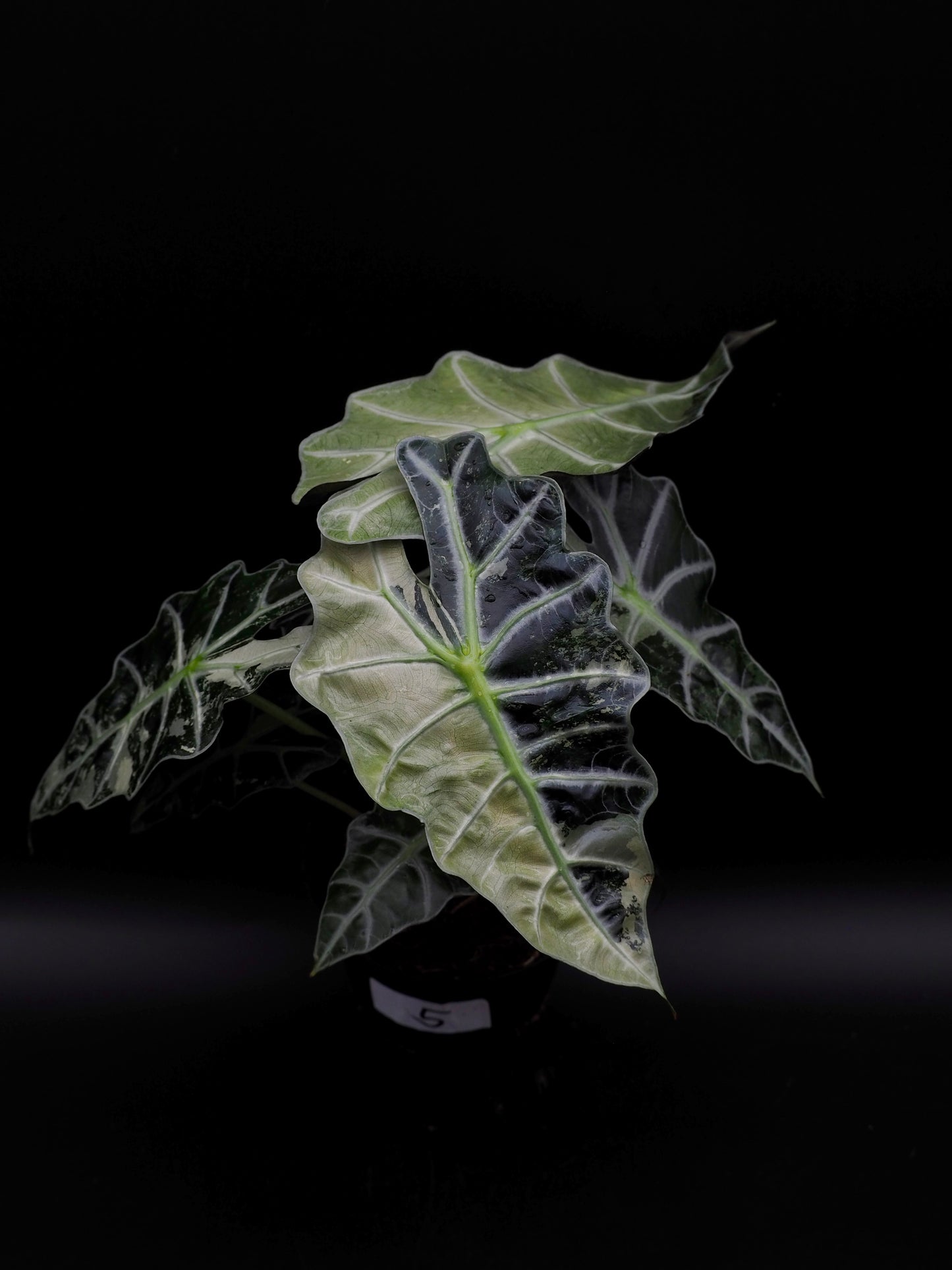 Alocasia Polly Pink Variegata