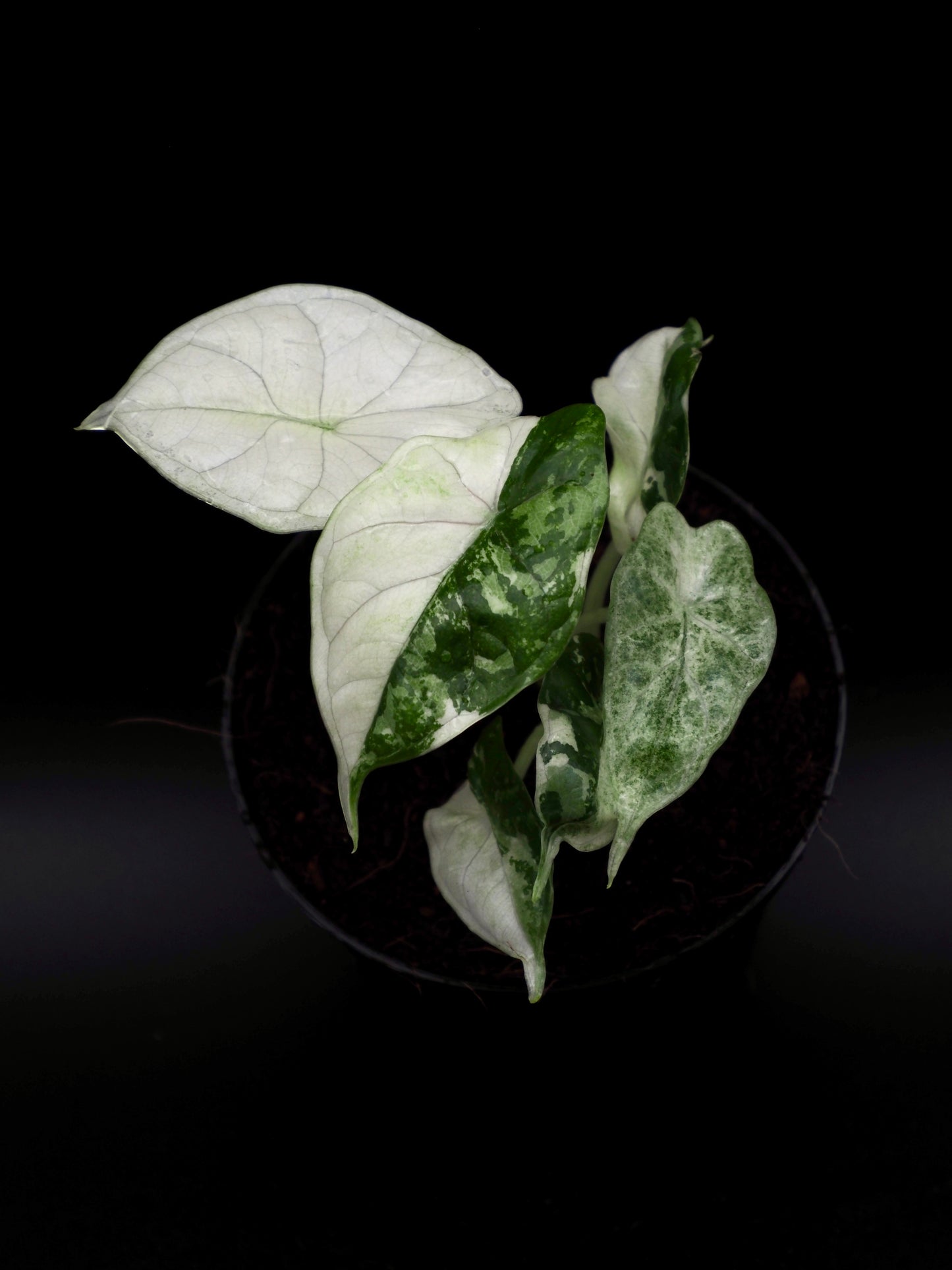 Alocasia Dragon Scale Albo Variegata