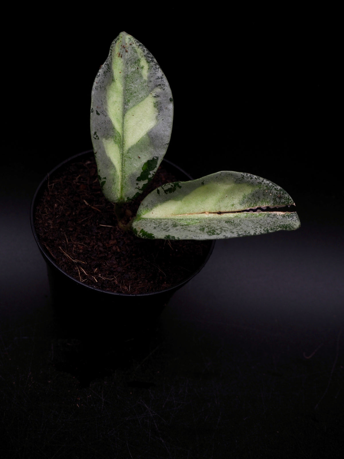Hoya Argentea Princess