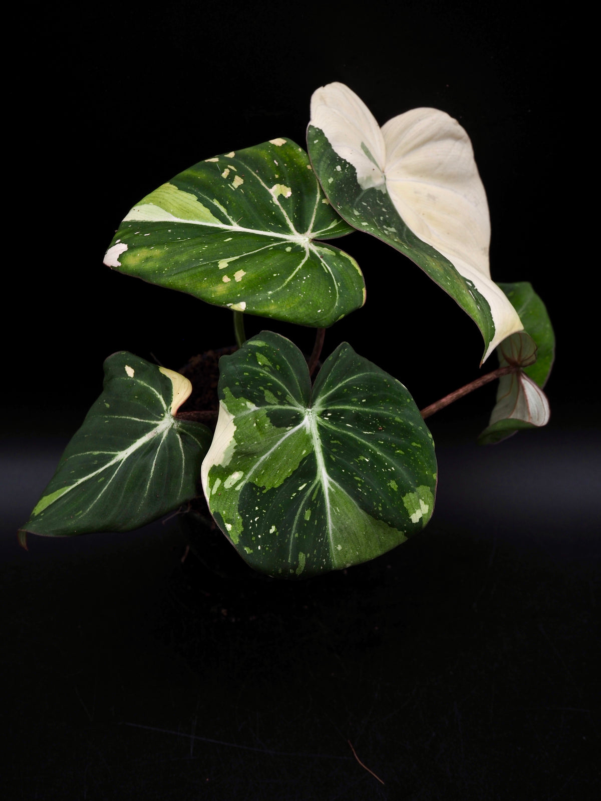 Philodendron Gloriosum Tricolor