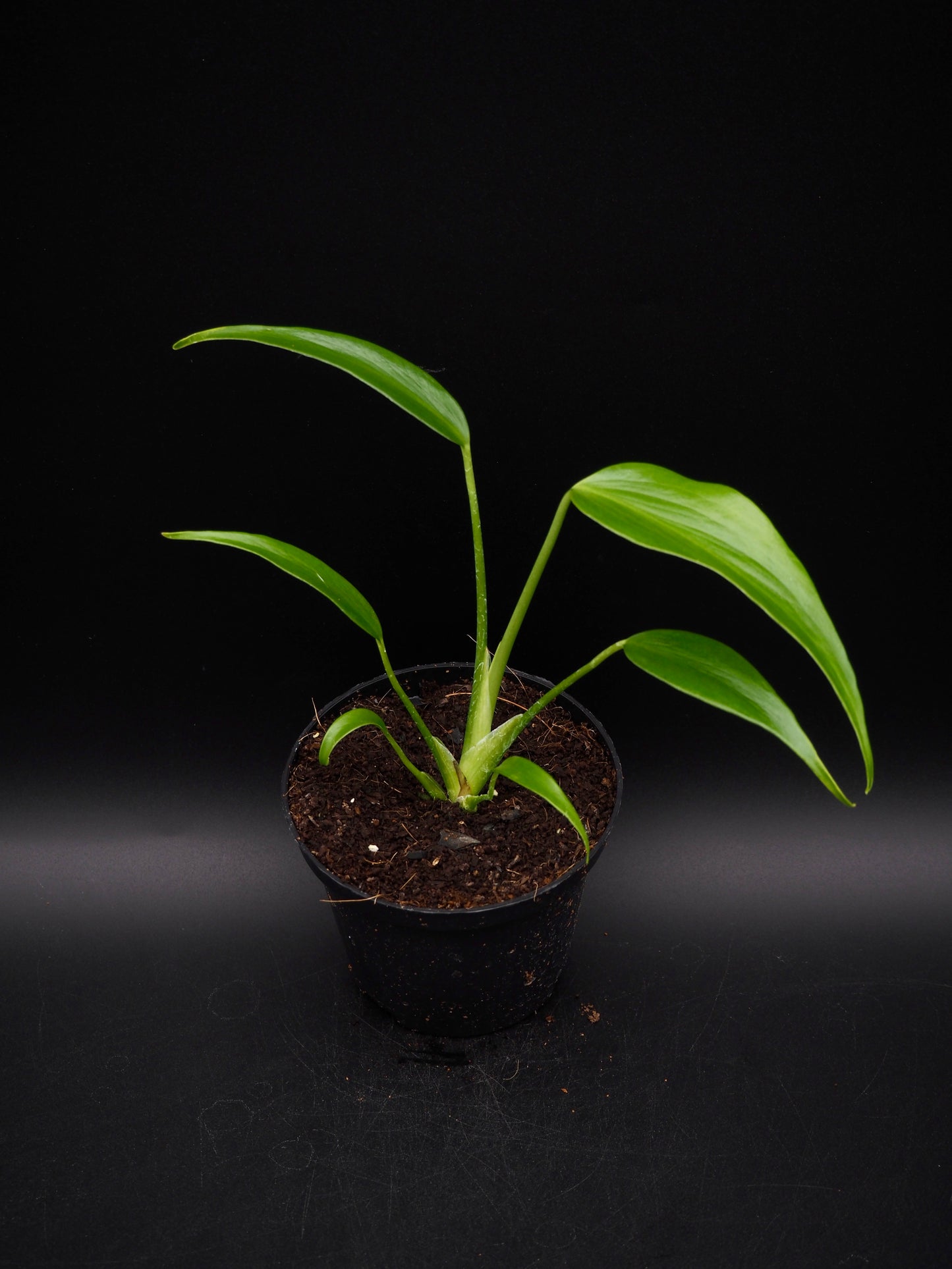 Monstera Burle Marx Flame