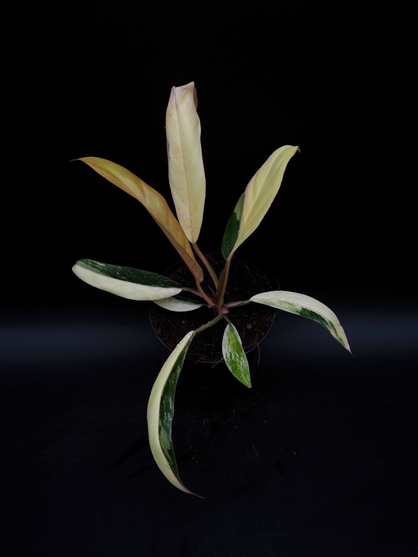 Philodendron Caramel Marble