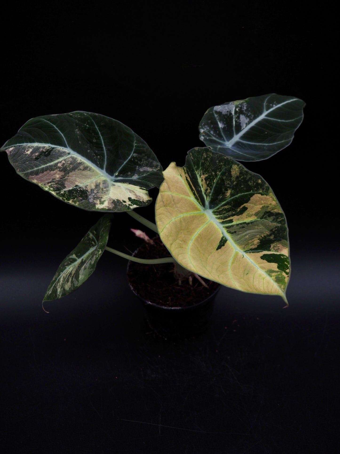 Alocasia Black Velvet Pink