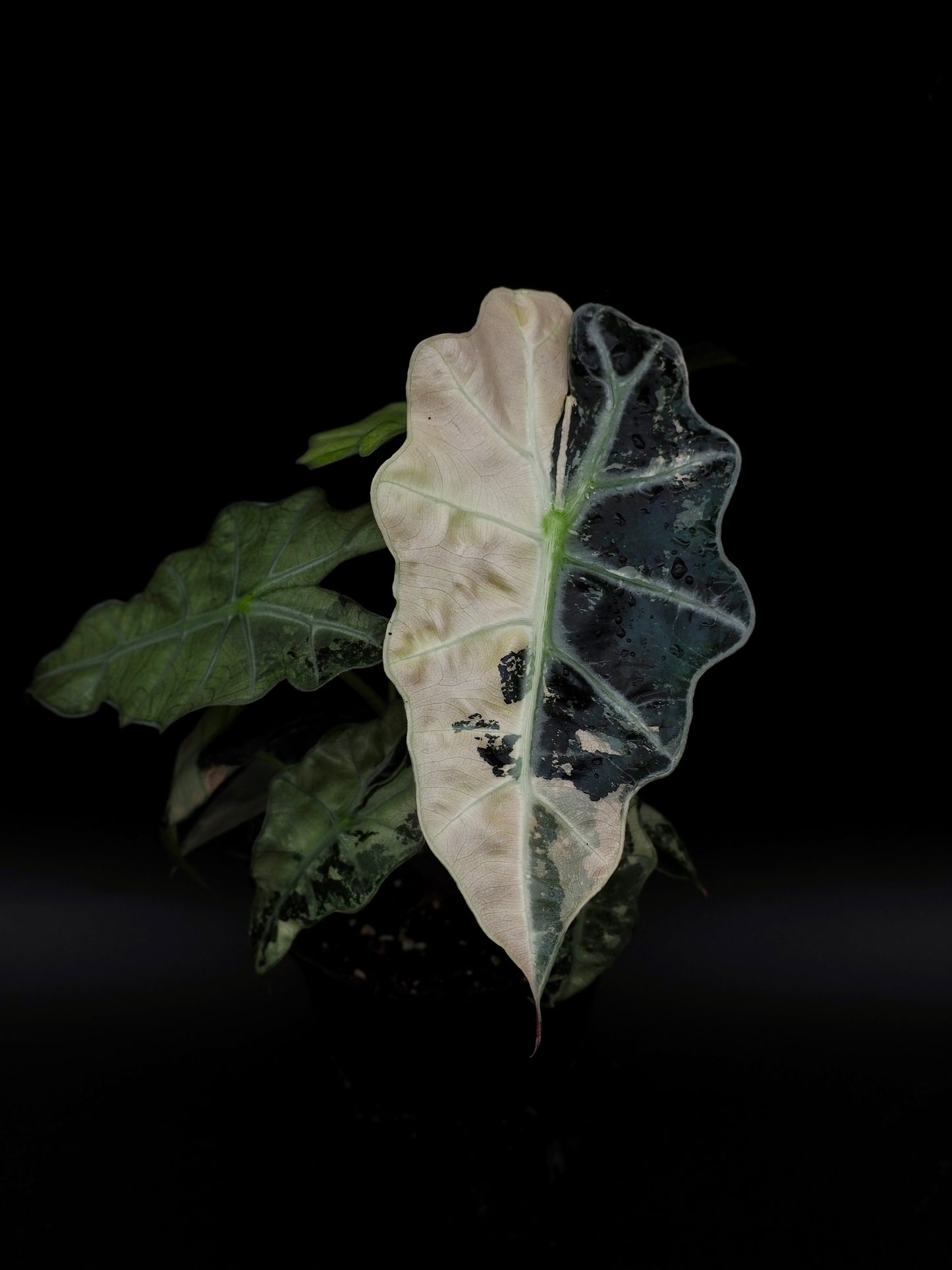 Alocasia Polly Pink Variegata