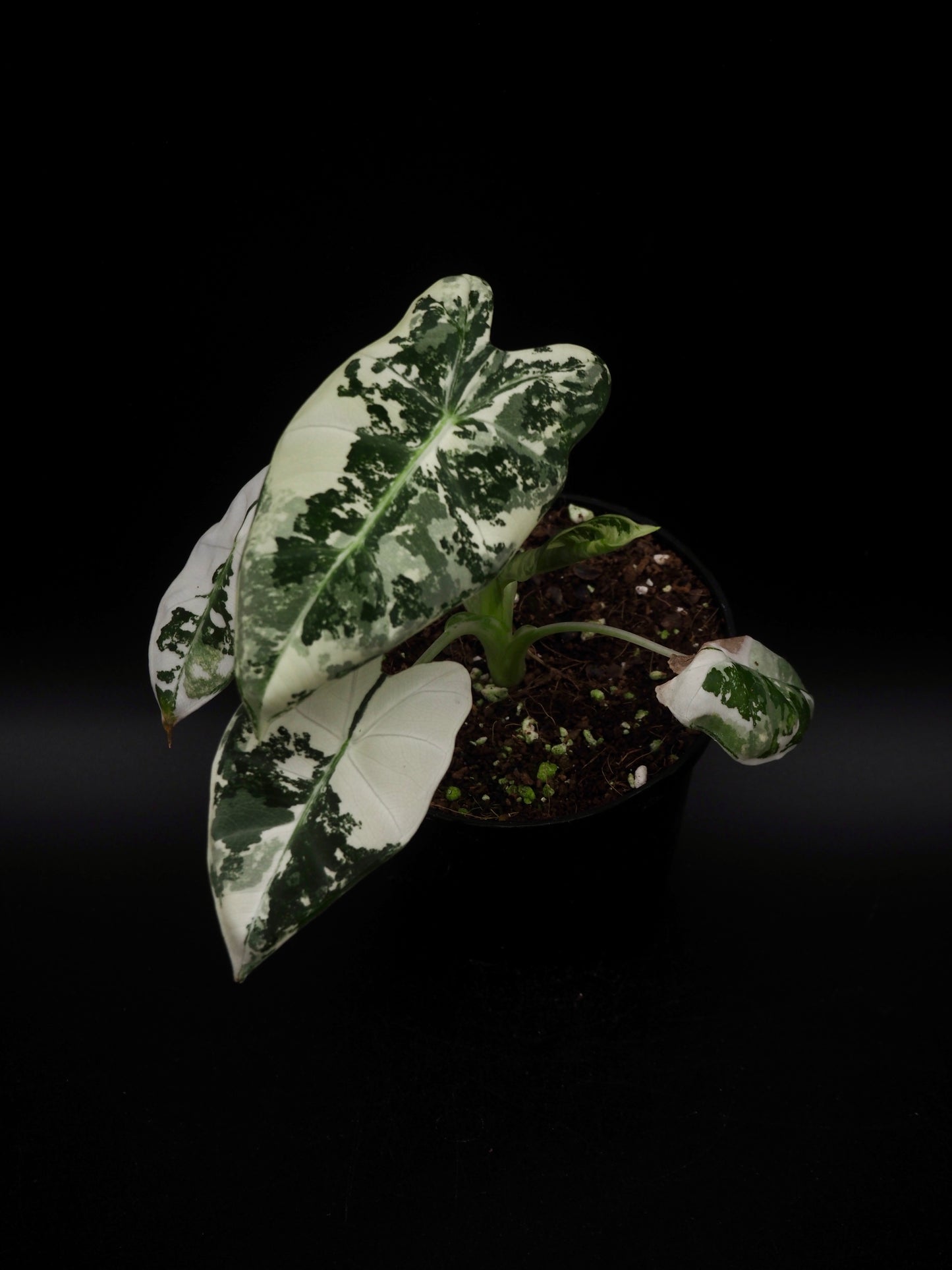 Alocasia Frydek Variegata