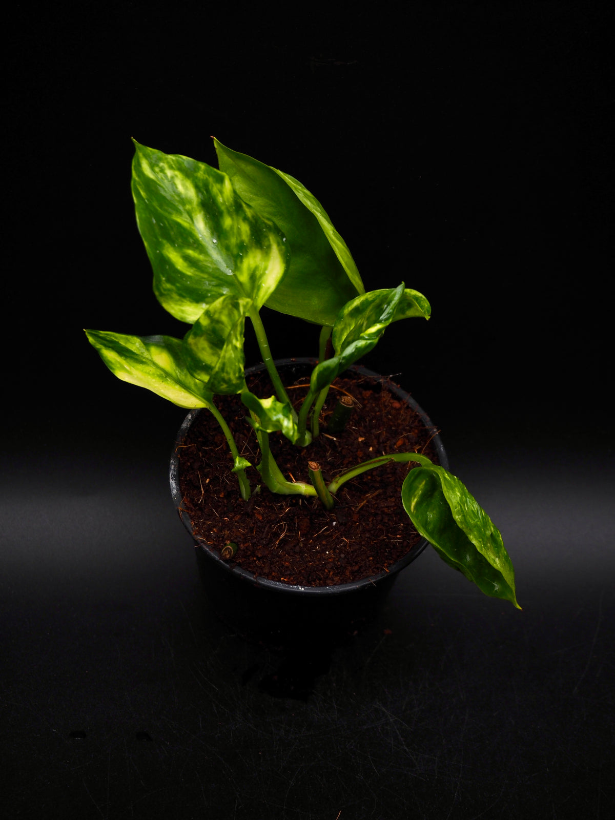 Epipremnum aureum Shangri La Variegata