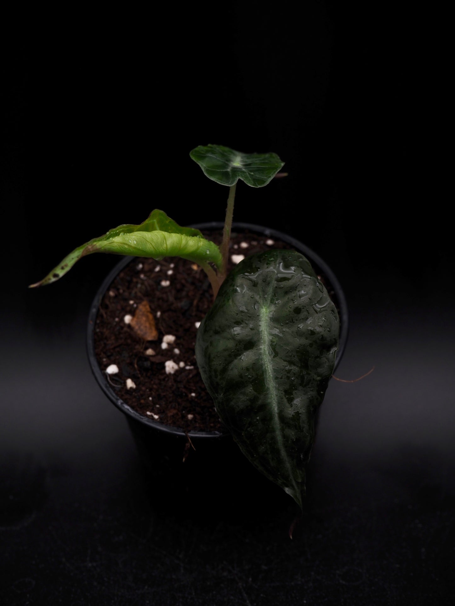Alocasia Venom