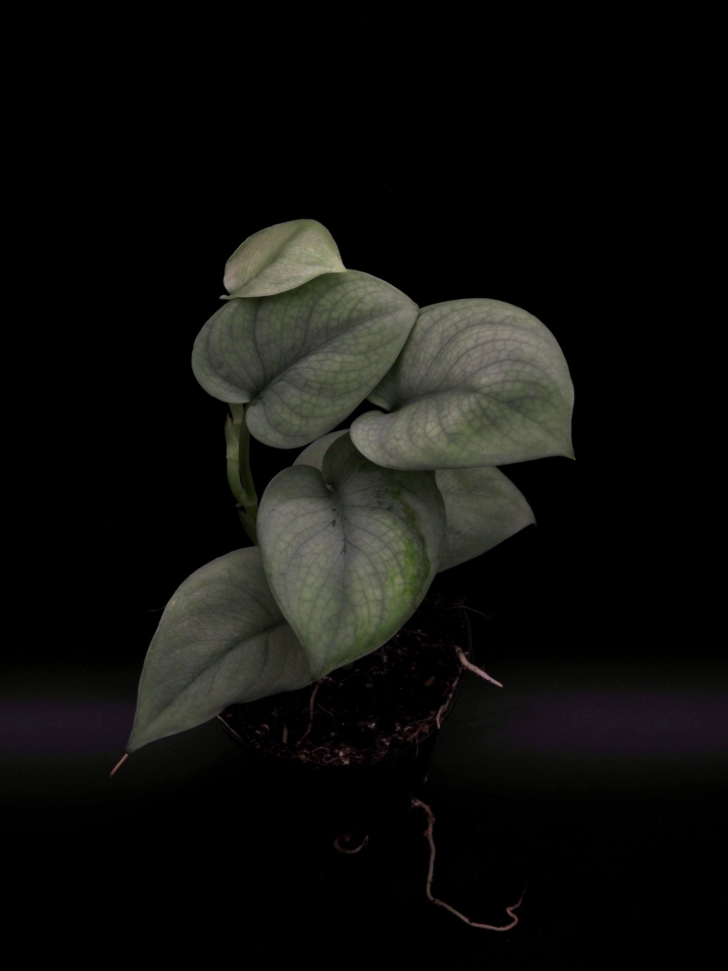 Scindapsus Platine