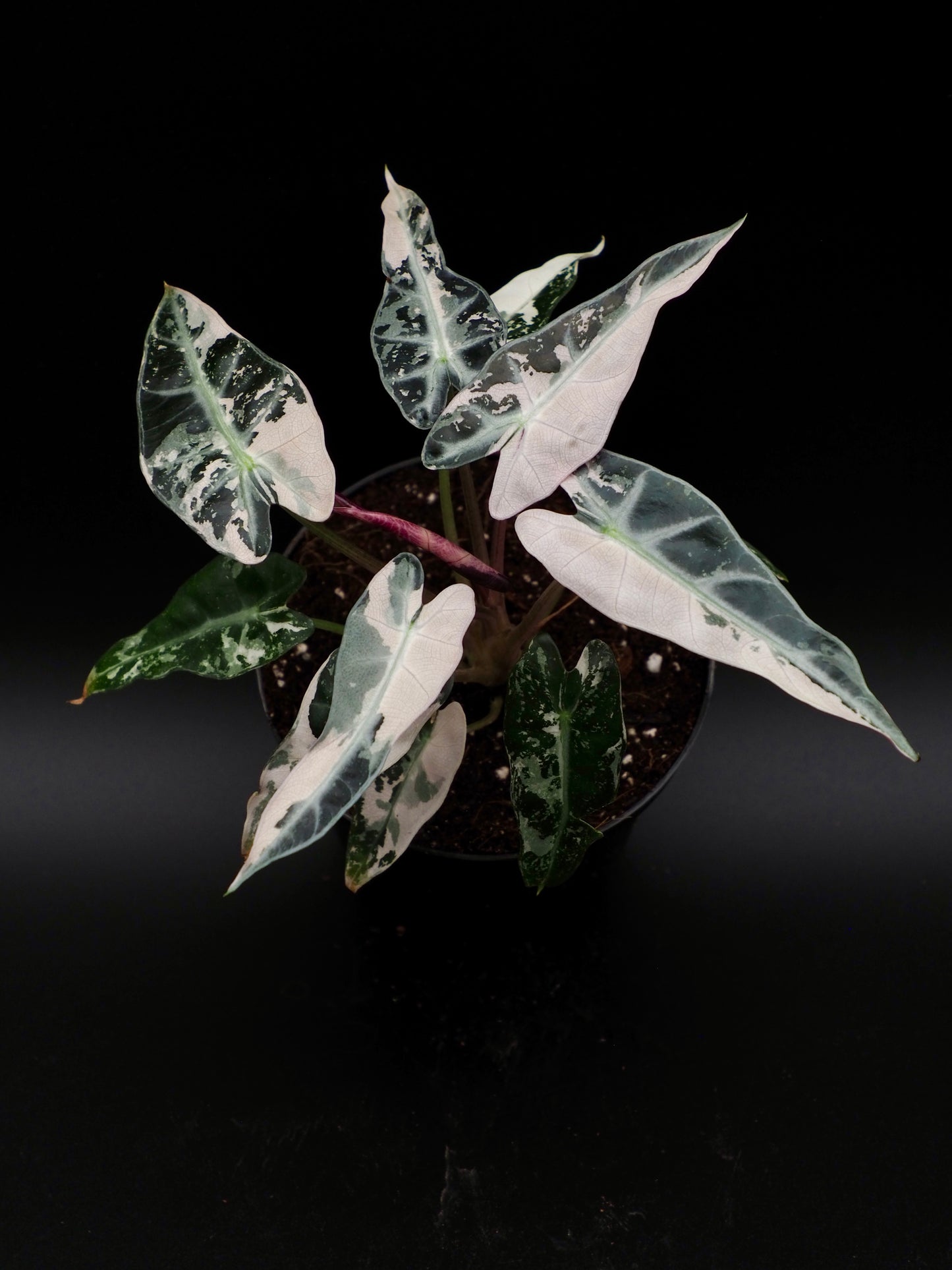 Alocasia Bambino Rose Variegata