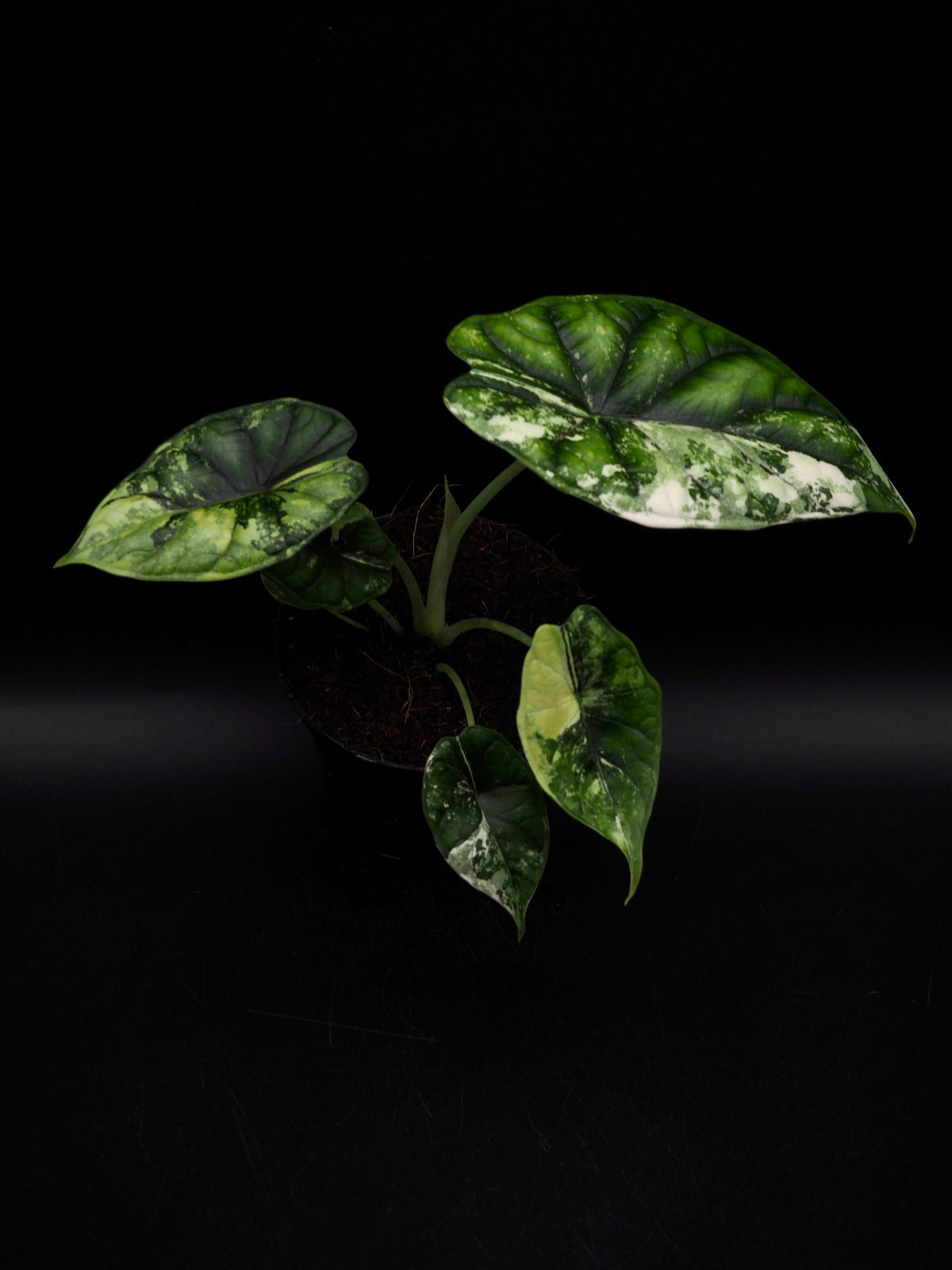 Alocasia Dragon Scale Albo Variegata