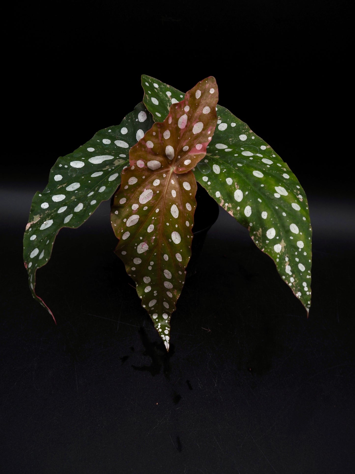 Begonia Maculata Pink Variegata