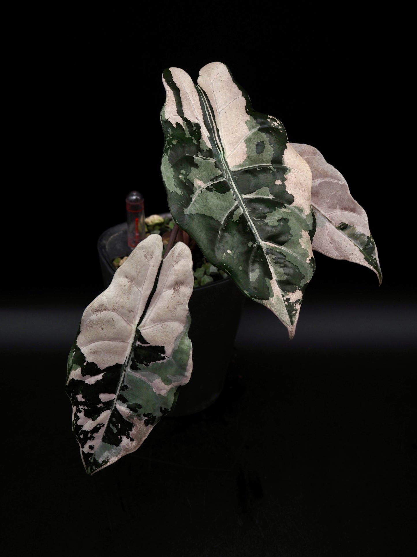 Alocasia Chantrieri Pink Variegata Hydro Line