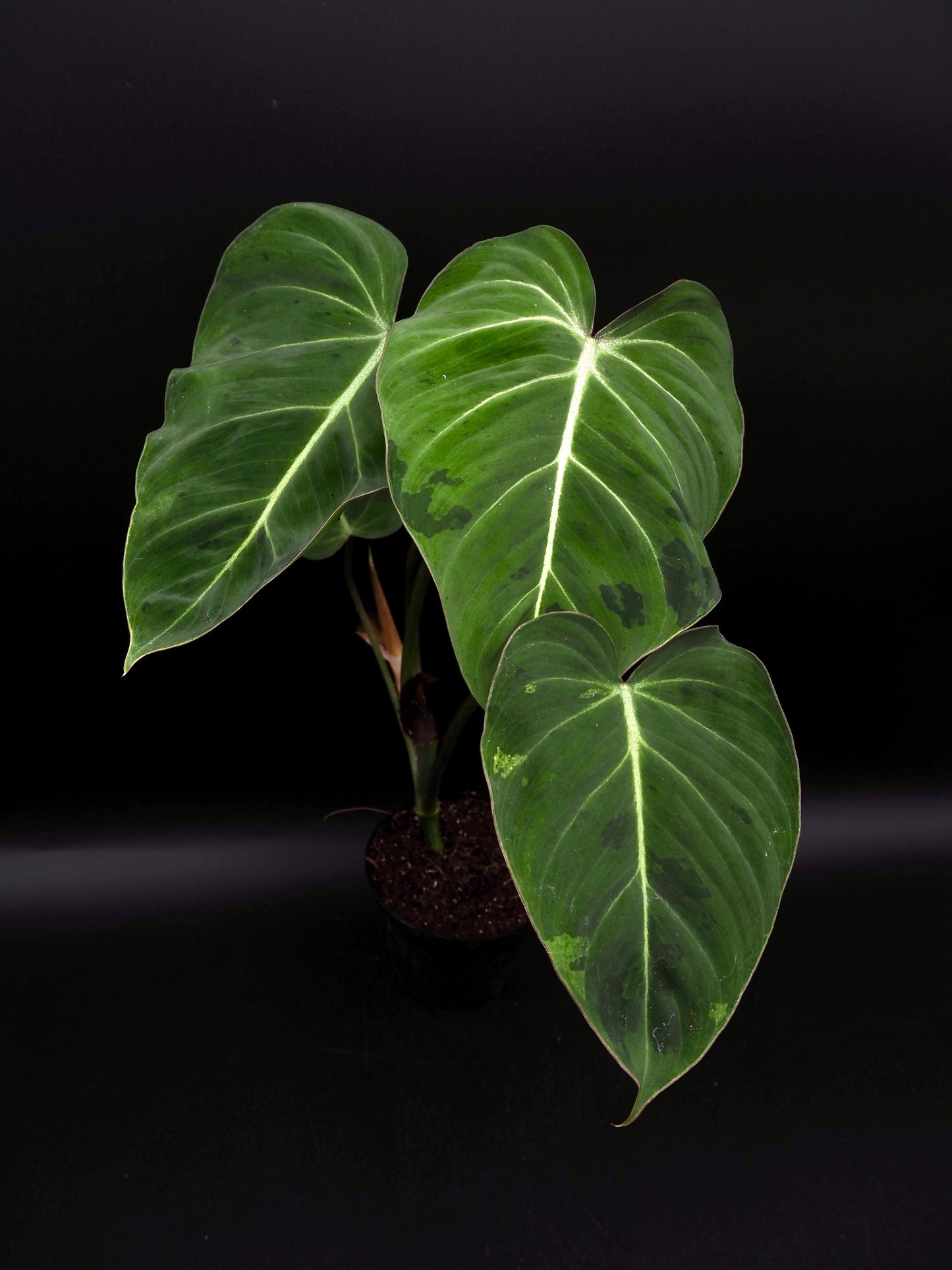 Philodendron Gloriosum gog