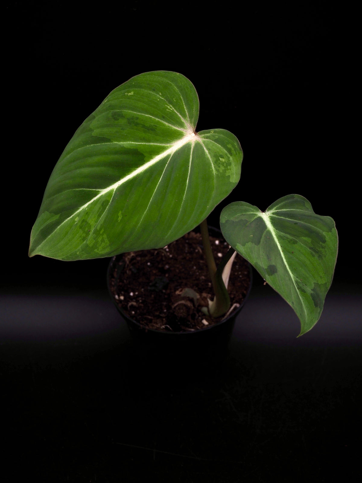 Philodendron Gloriosum gog