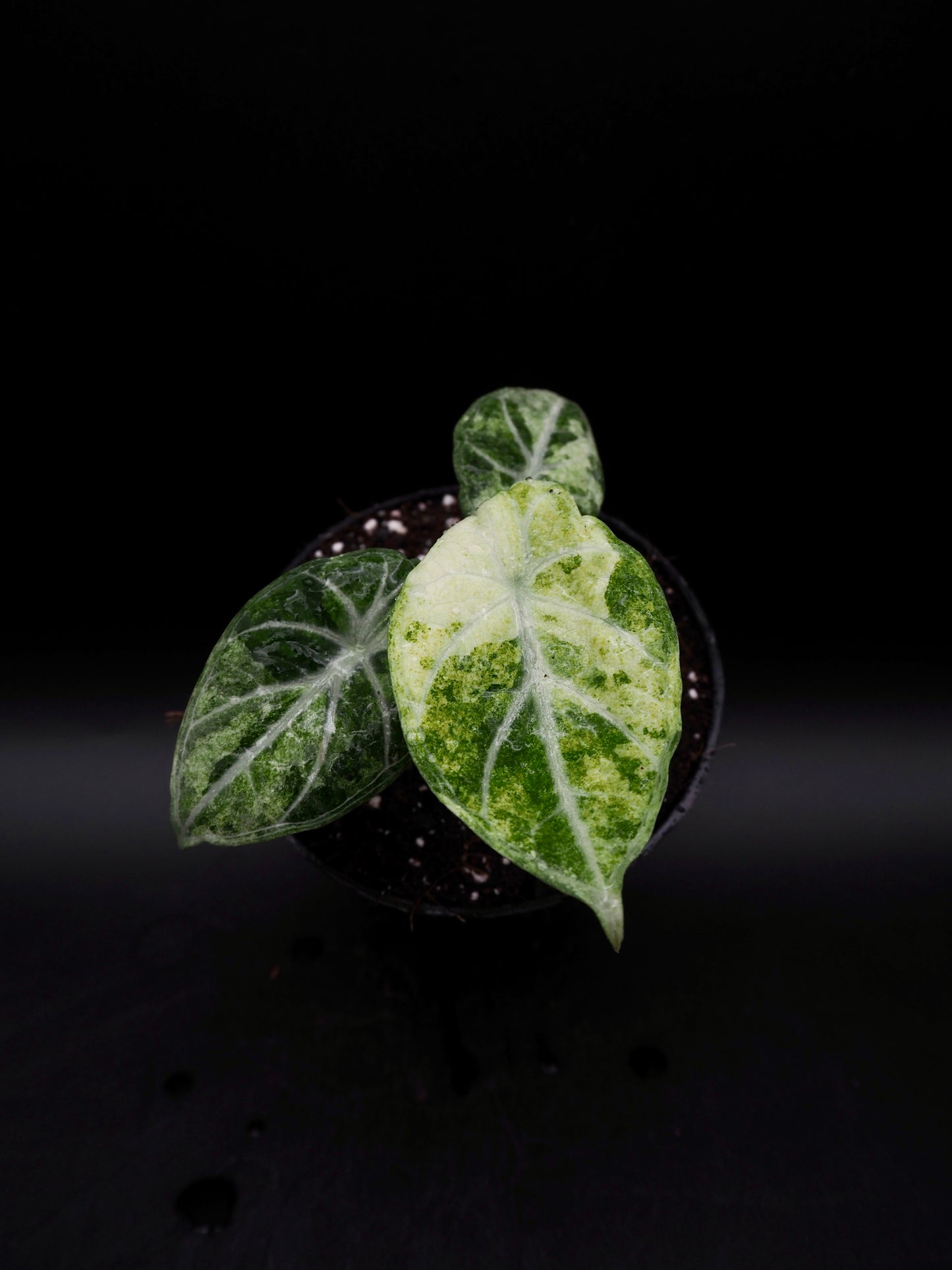 Alocasia Ninja Tricolor