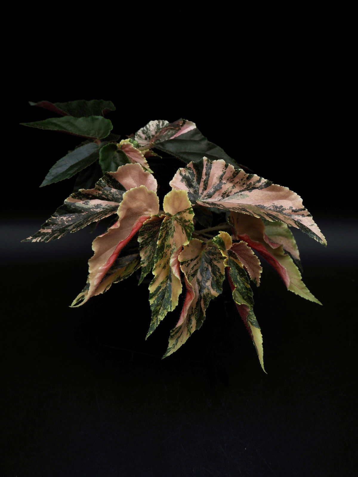 Begonia Ginny Galaxy