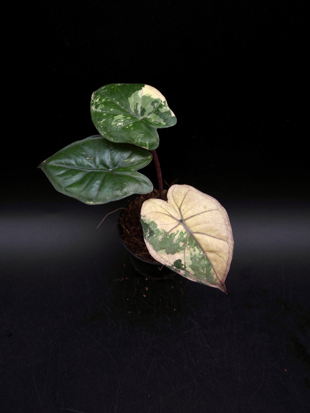 Alocasia Yucatan Princess Pink