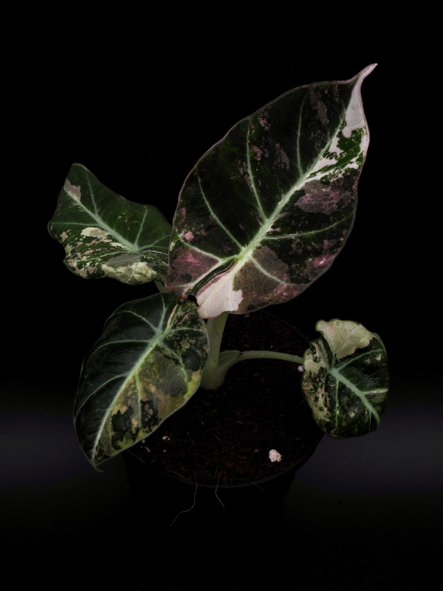 Alocasia Noir Velours Rose