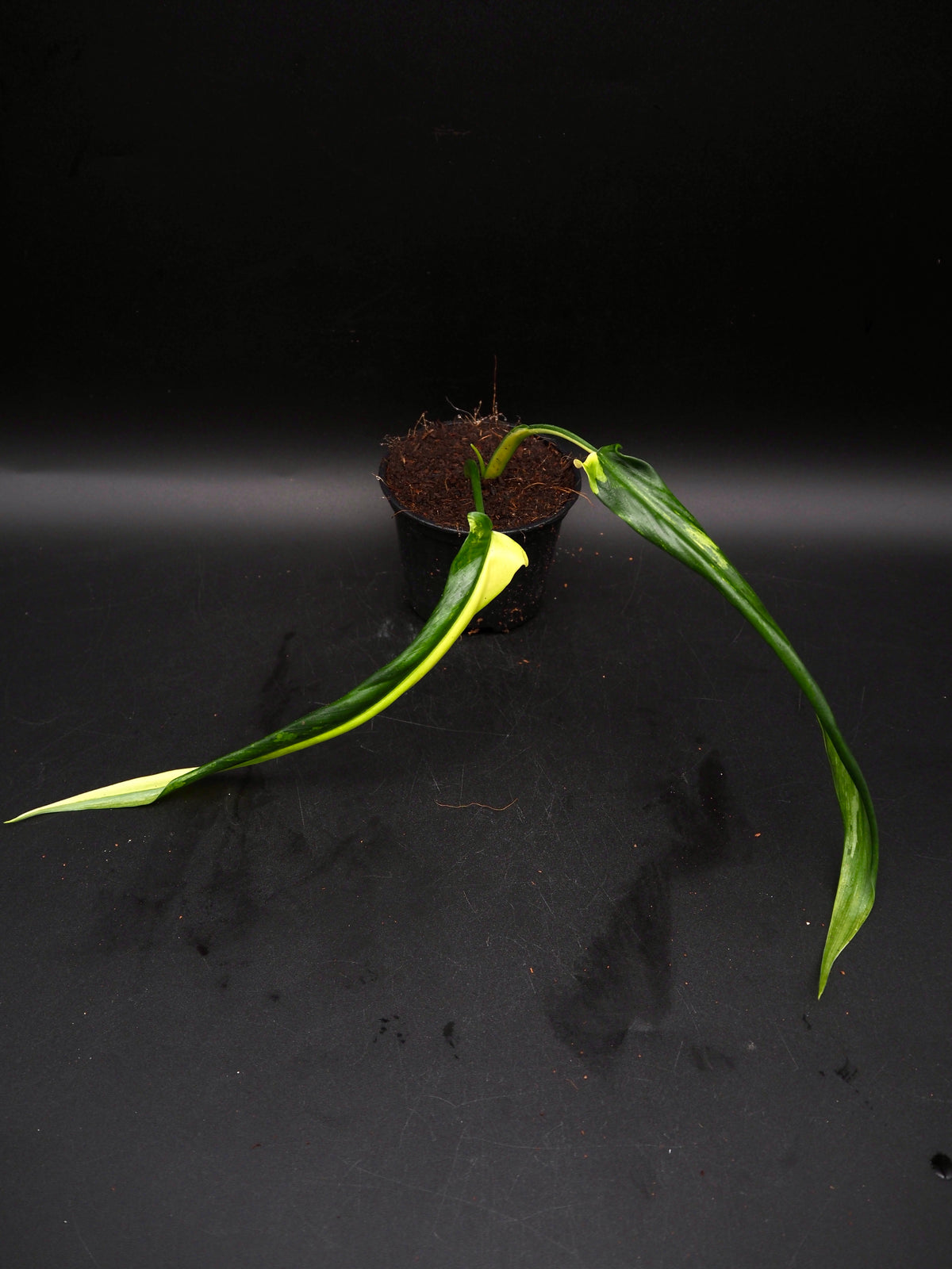 Philodendron Holtonianum Aurea