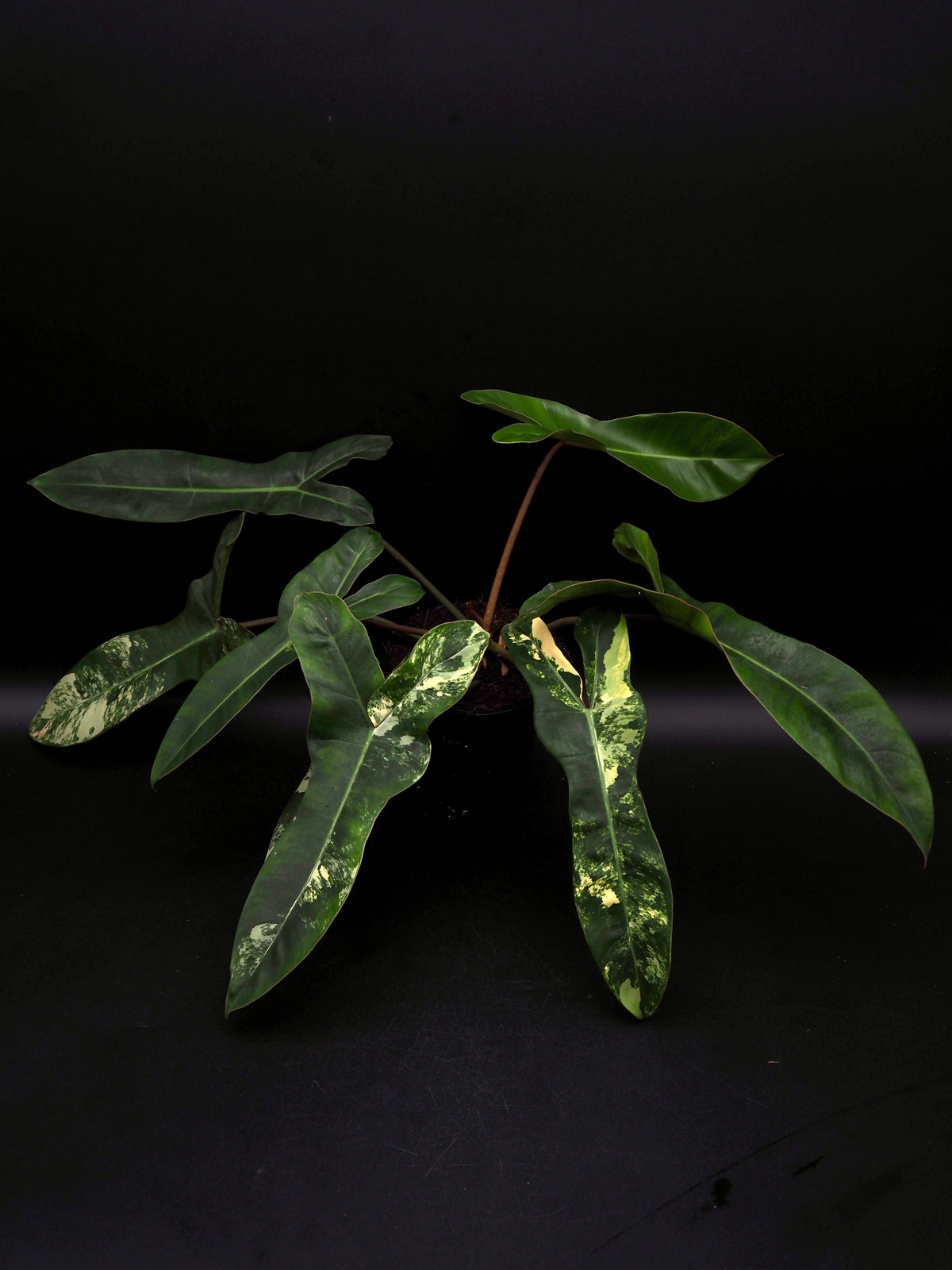 Philodendron Florida Beauty x Billitiea (Jennifer)