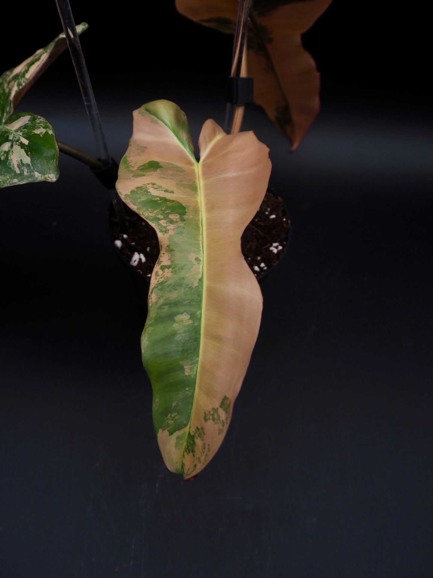 Philodendron Florida Beauty x Black Billietiae