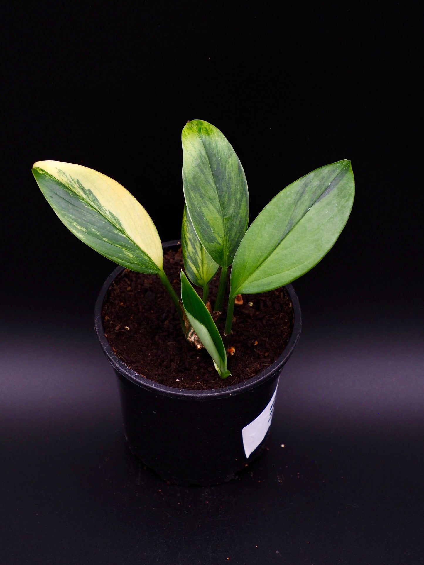 Rhaphidophora Decursiva Aurea Variegata