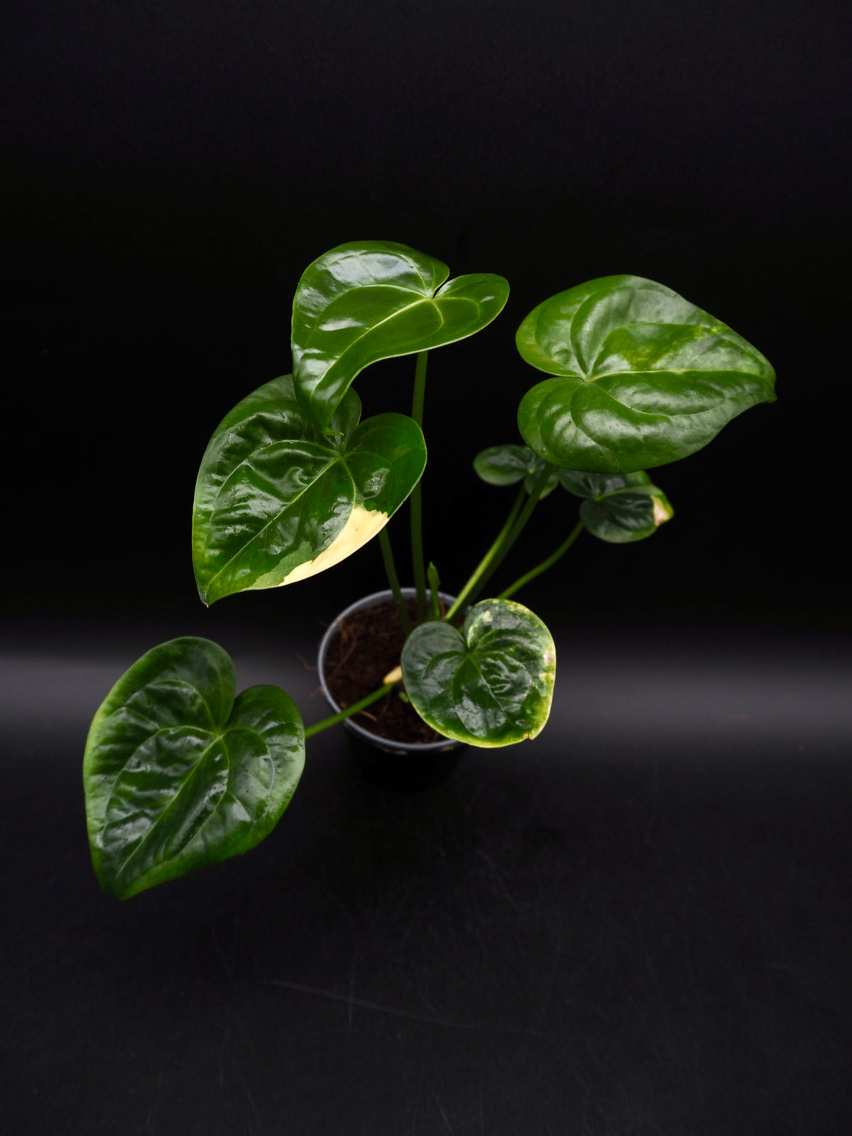 Anthurium Sweetlove x Pedatoradiatum Variegata