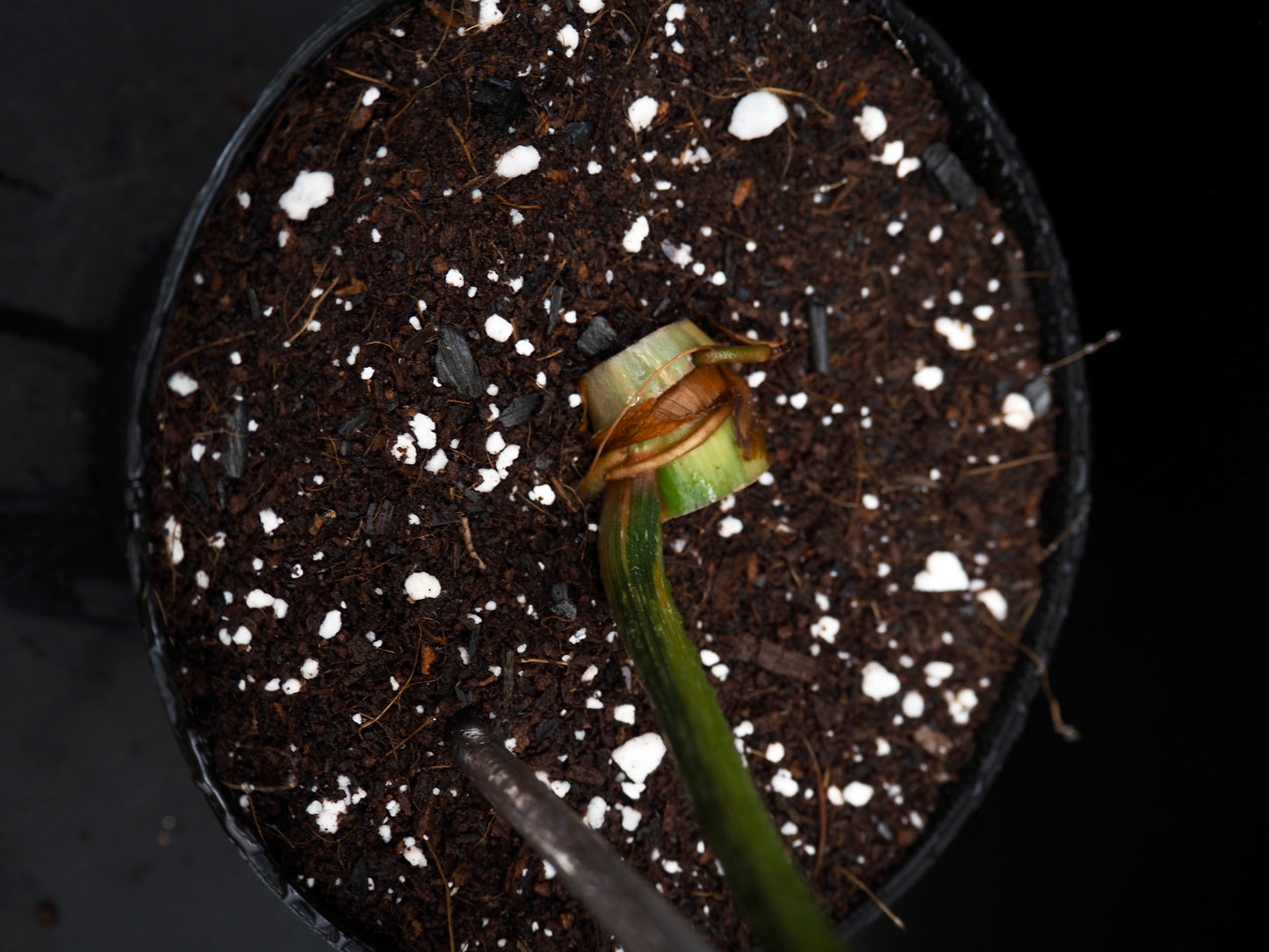 Philodendron Gloriosum Aurea