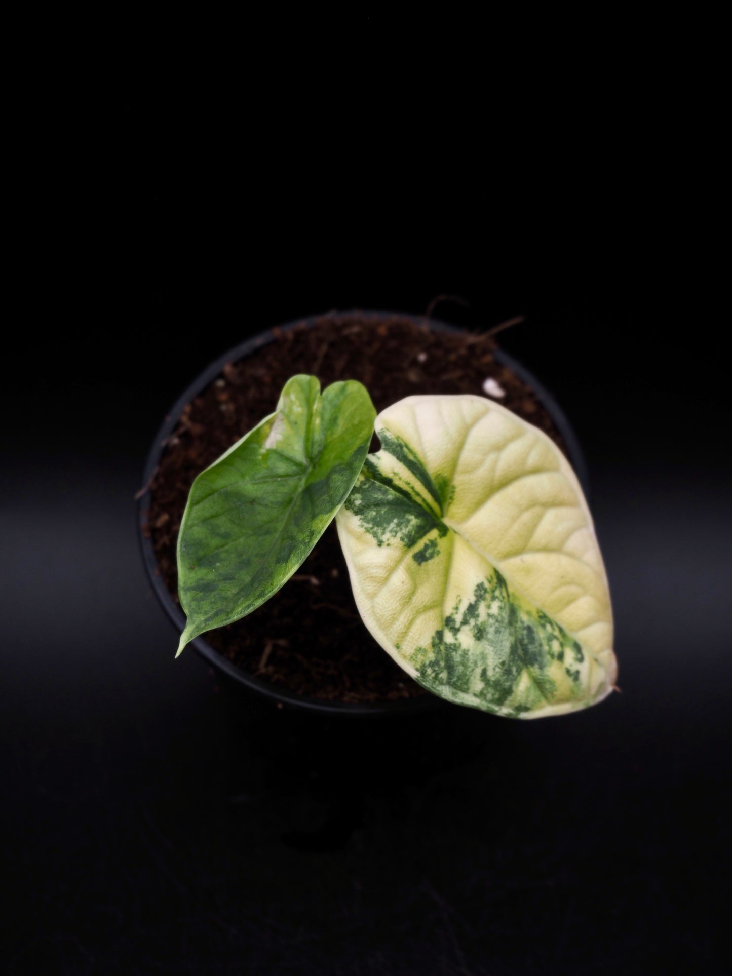 Alocasia Melo Aurea