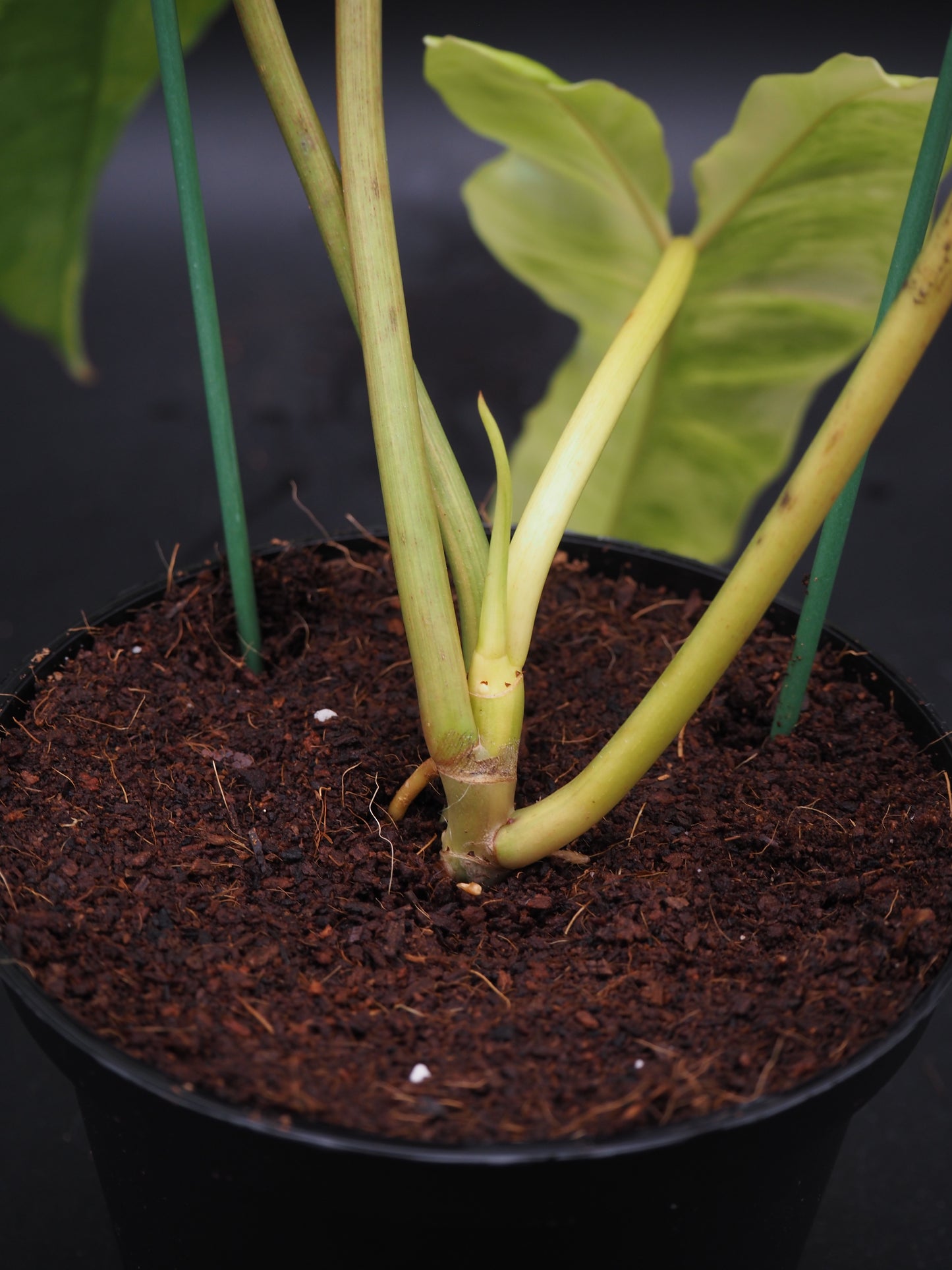 Philodendron Florida Beauty x Billitiea (Jennifer)