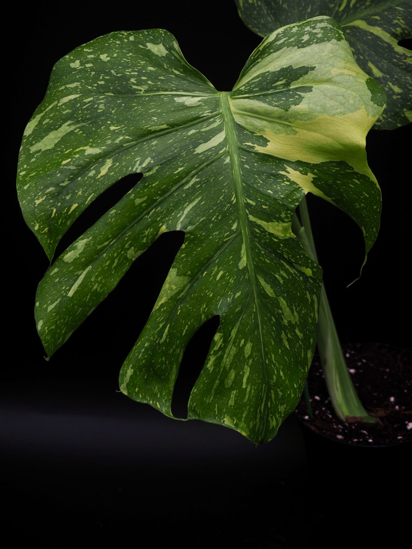 Monstera Deliciosa Electrolyte