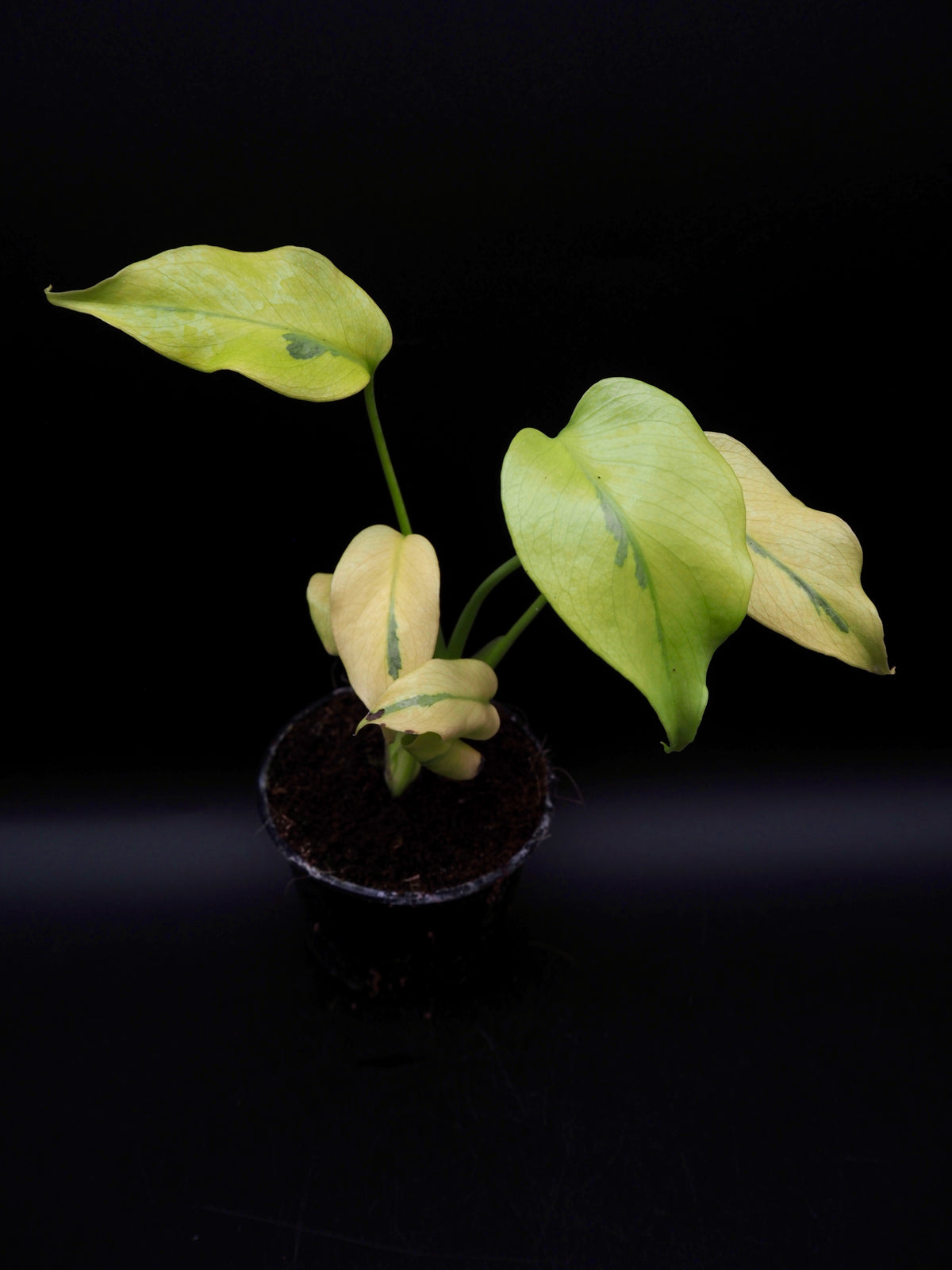 Monstera Deliciosa Mutation Noid
