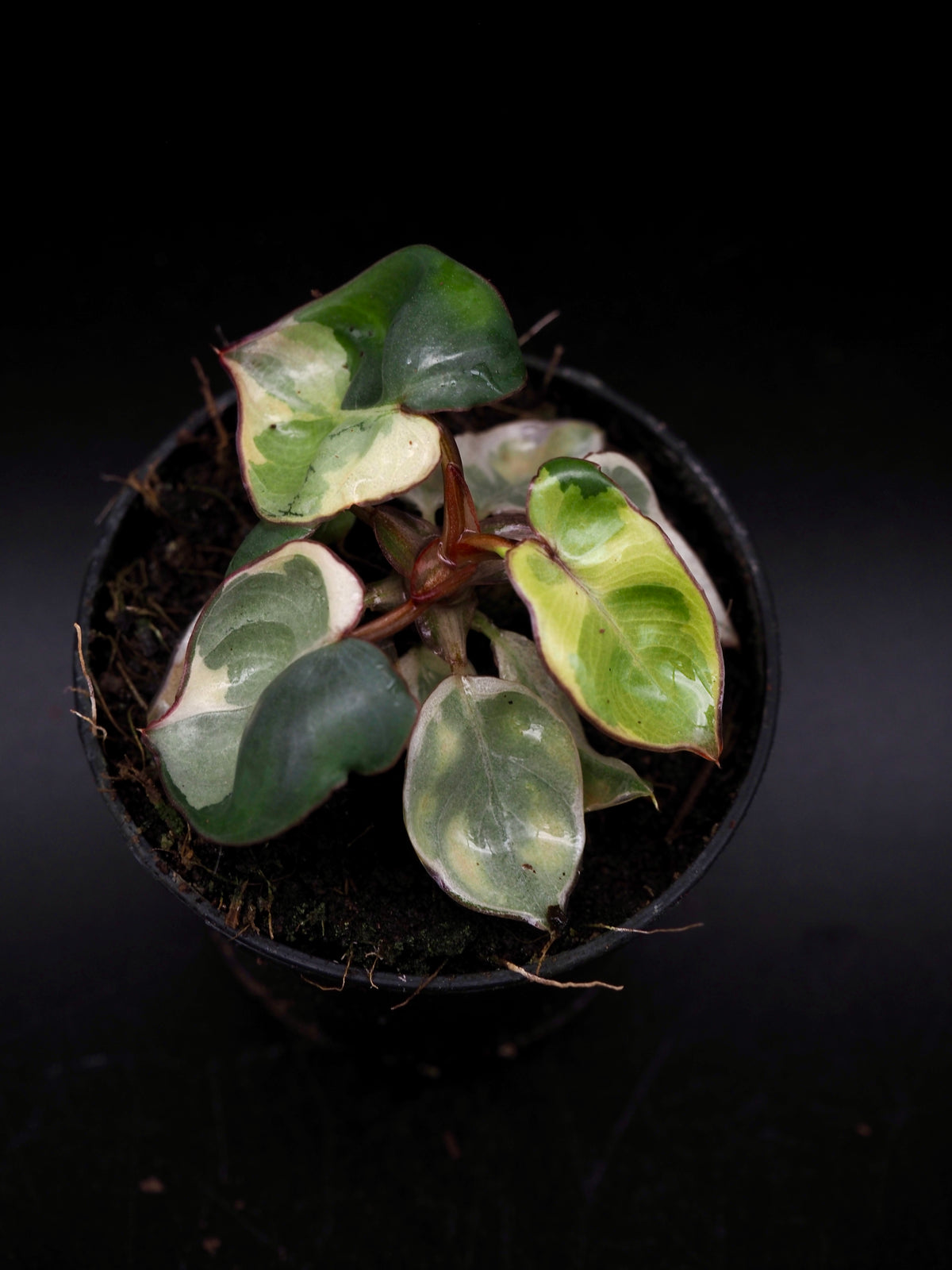 Philodendron Billietiae White Lava