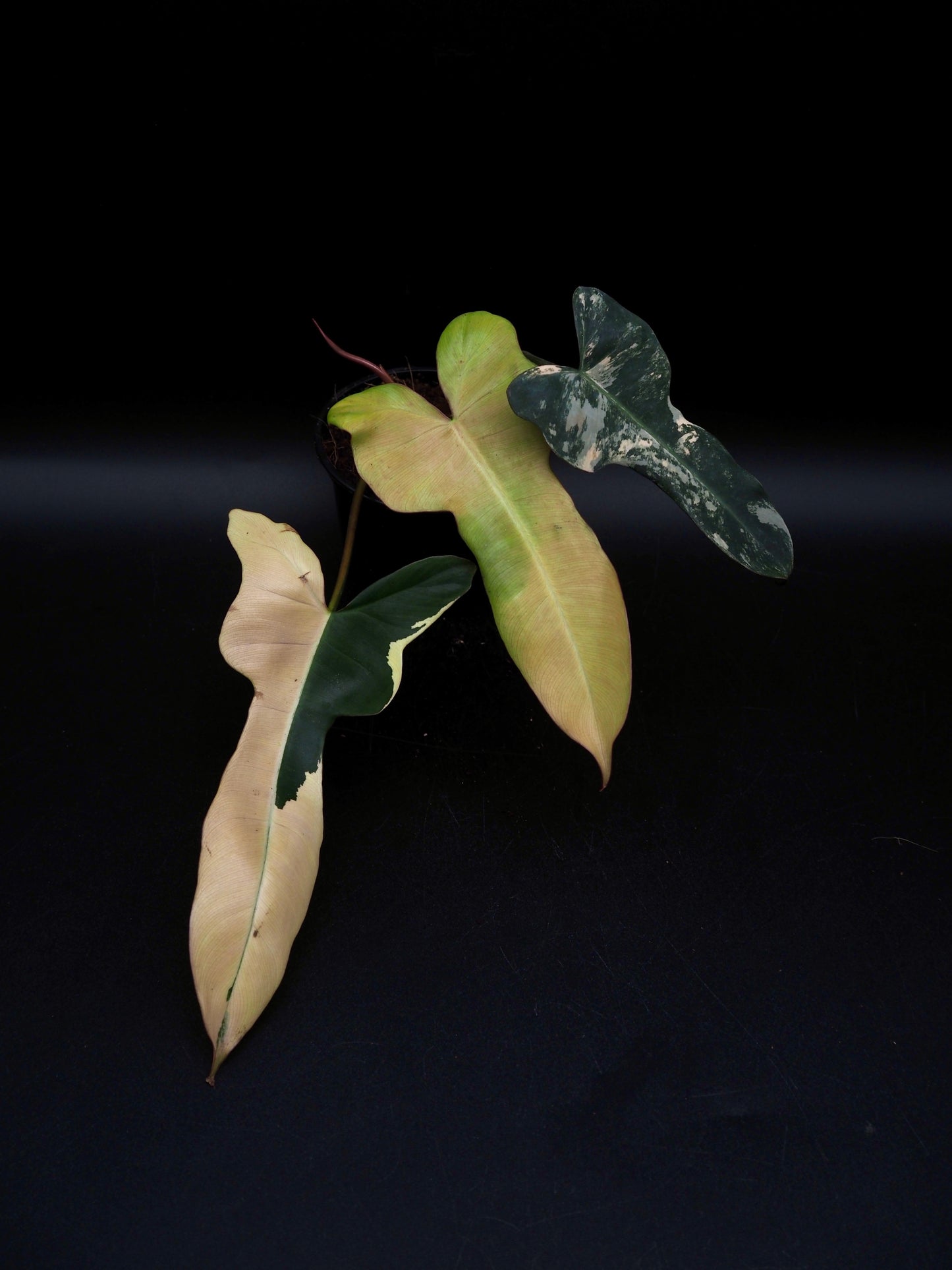 Philodendron Brown Beauty Black Billie X Flobe