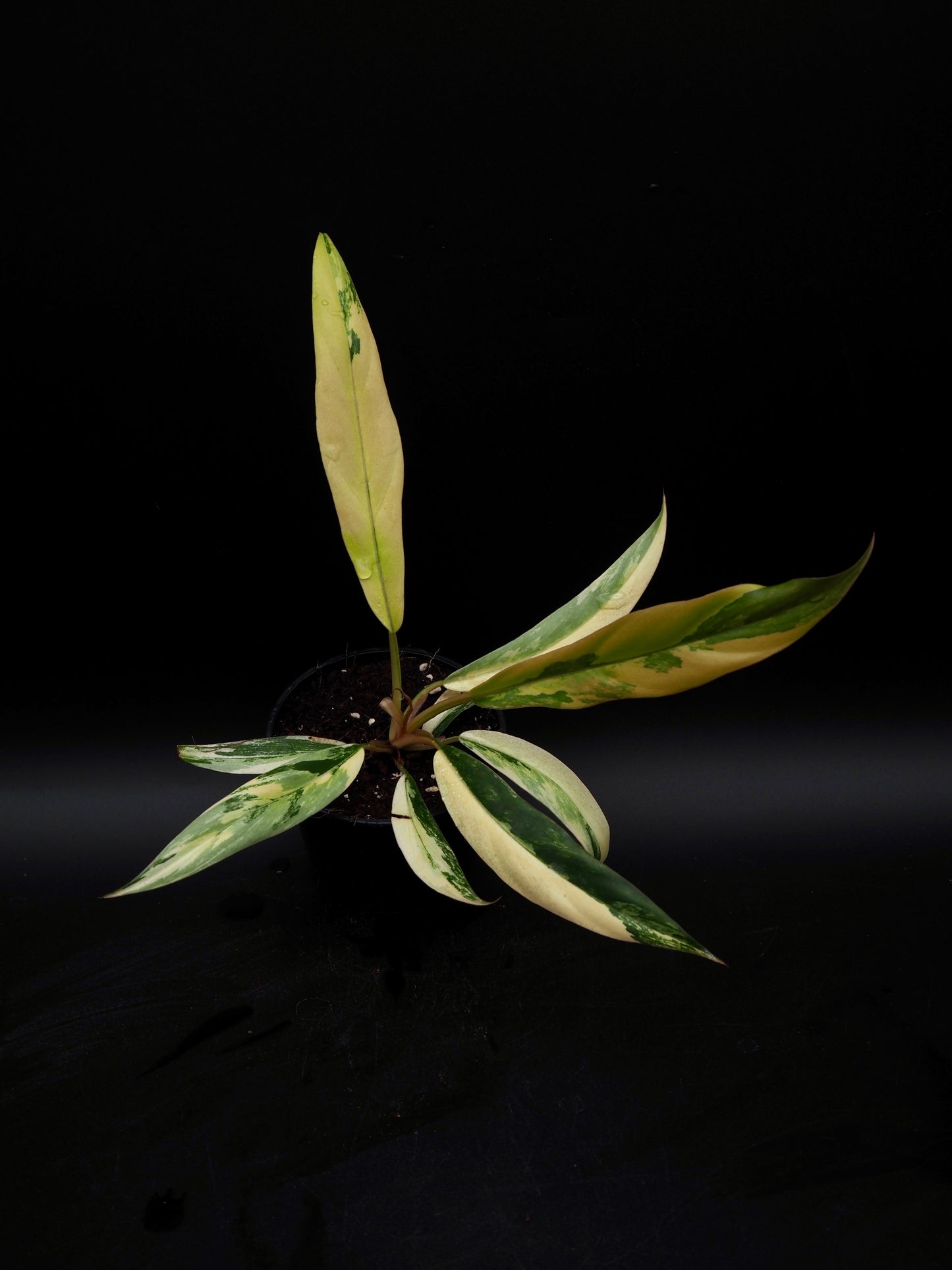 Philodendron Caramel Marble