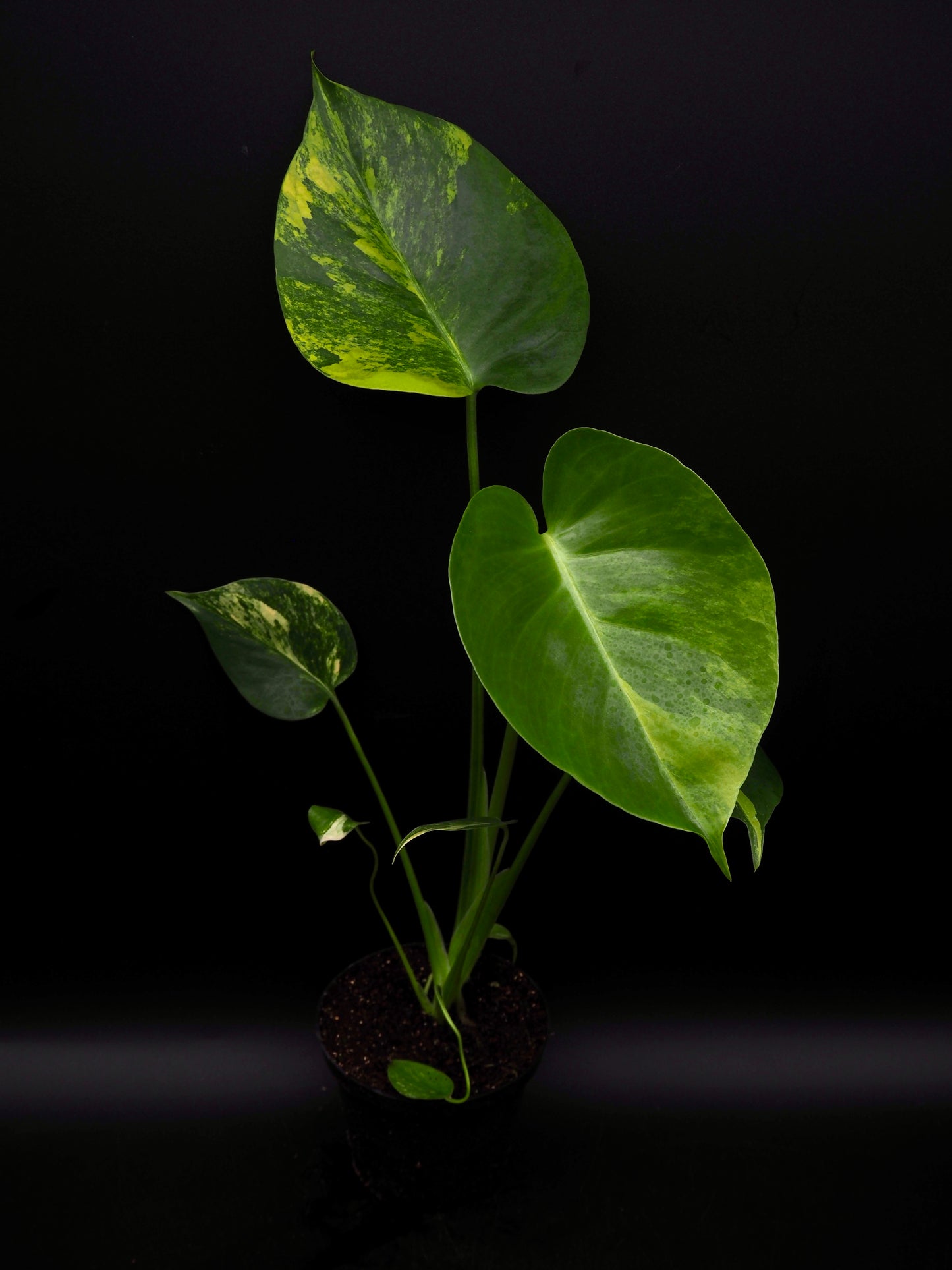 Monstera Yellow Marylin