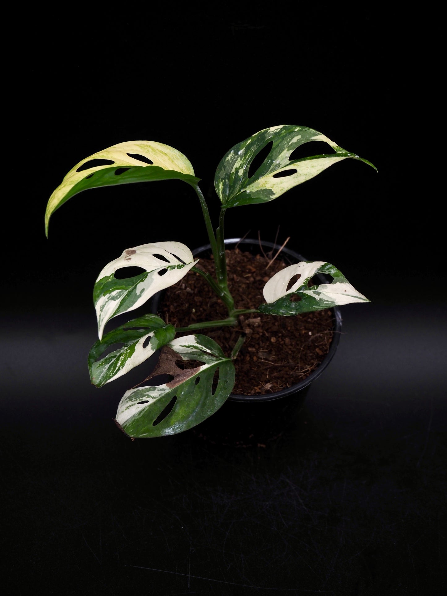 Monstera Laniata Albo Variegata