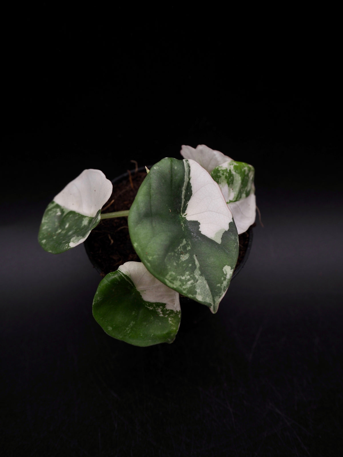 Alocasia Nebula Albo Pink Variegata