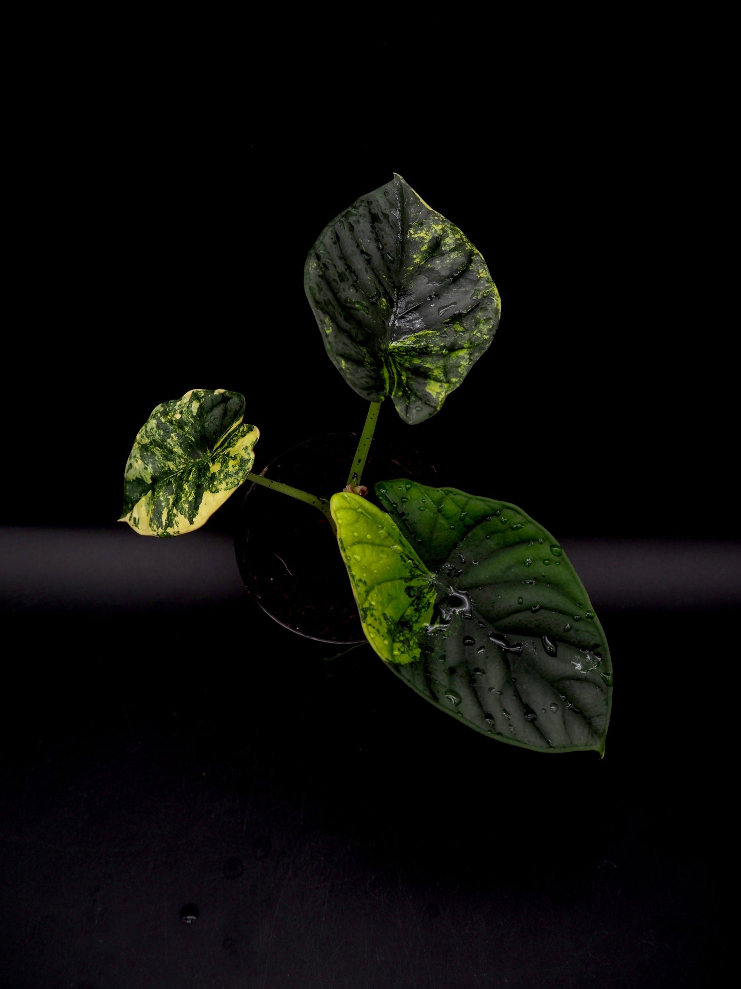 Alocasia Nebula Aurea