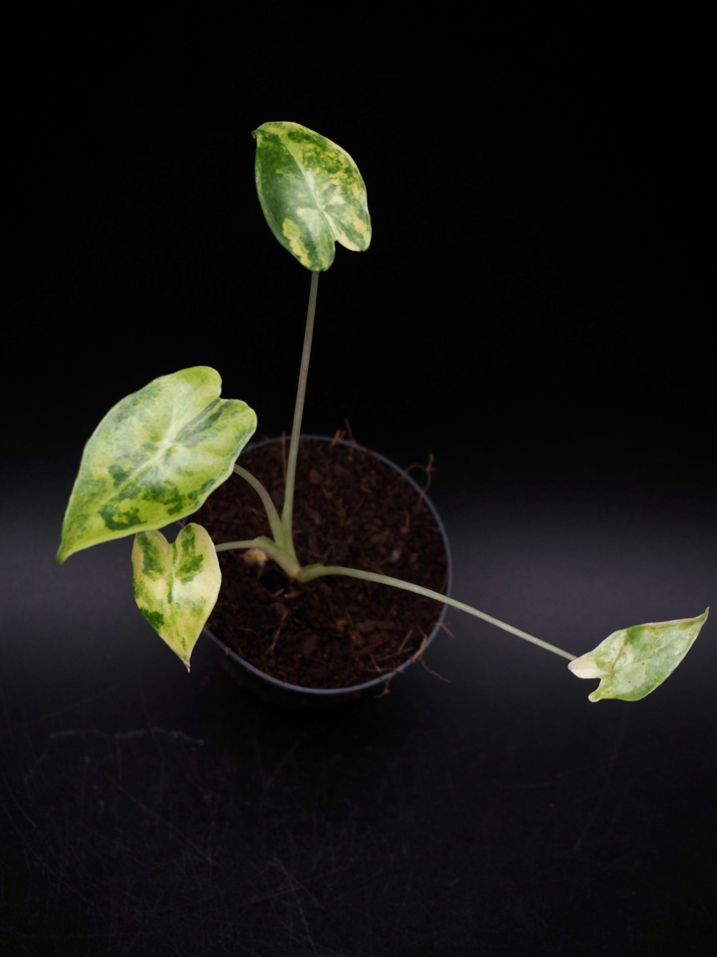 Alocasia Sarian Aurea