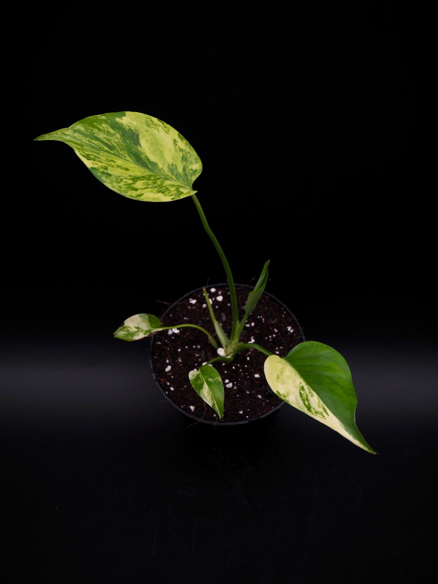 Monstera Yellow Marylin